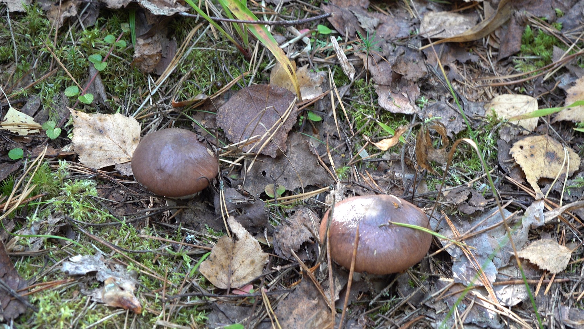 Got out into the forest #7 - My, Mushrooms, Forest, Autumn, The photo, Boletus, Boletus, Butterlets, Video, Longpost