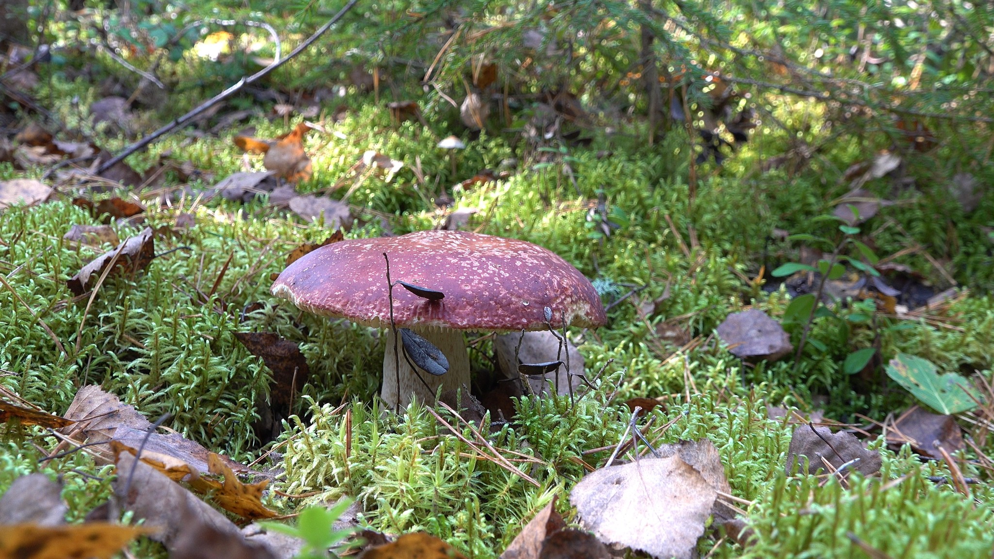 Got out into the forest #7 - My, Mushrooms, Forest, Autumn, The photo, Boletus, Boletus, Butterlets, Video, Longpost