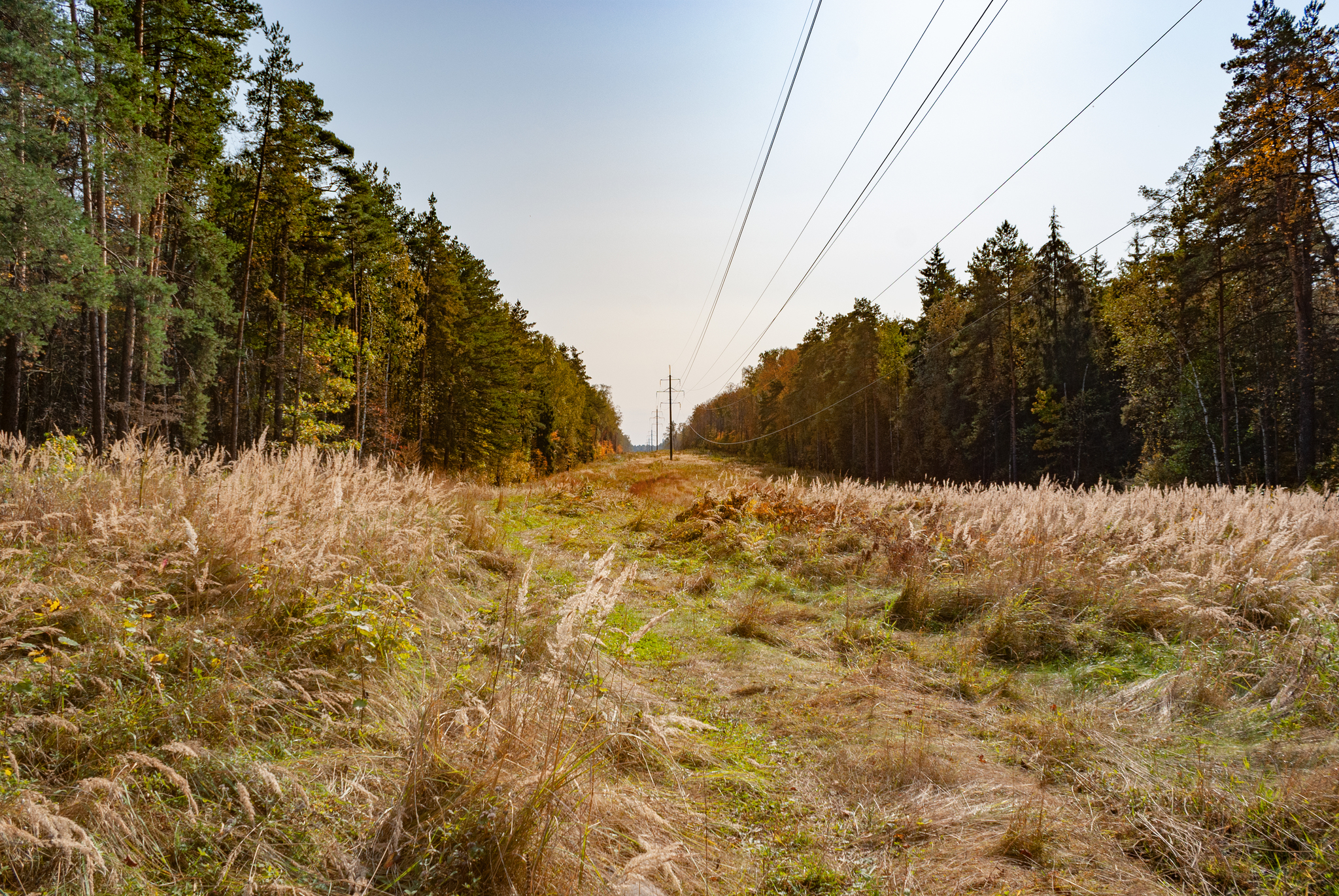 Autumn in the Moscow region - My, The photo, Lytkarino, Autumn, Nature, Moscow region, Longpost, beauty of nature