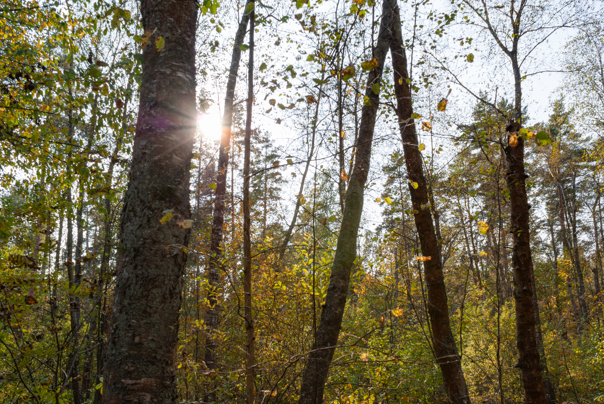 Autumn in the Moscow region - My, The photo, Lytkarino, Autumn, Nature, Moscow region, Longpost, beauty of nature