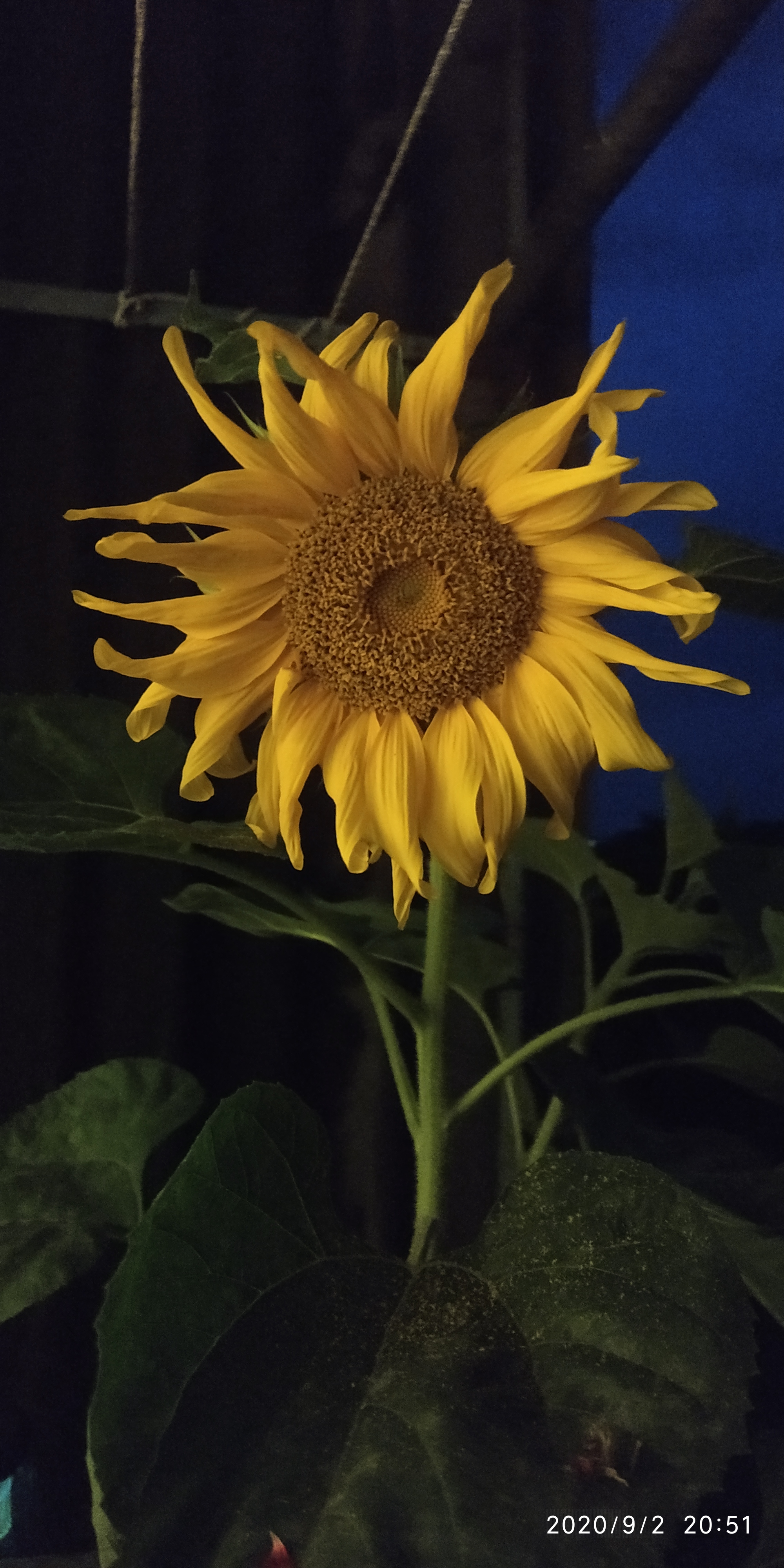 The life of a sunflower. Part 4 is final. Without seeds - My, Plants, Flowers, Nature, Longpost, Sunflower