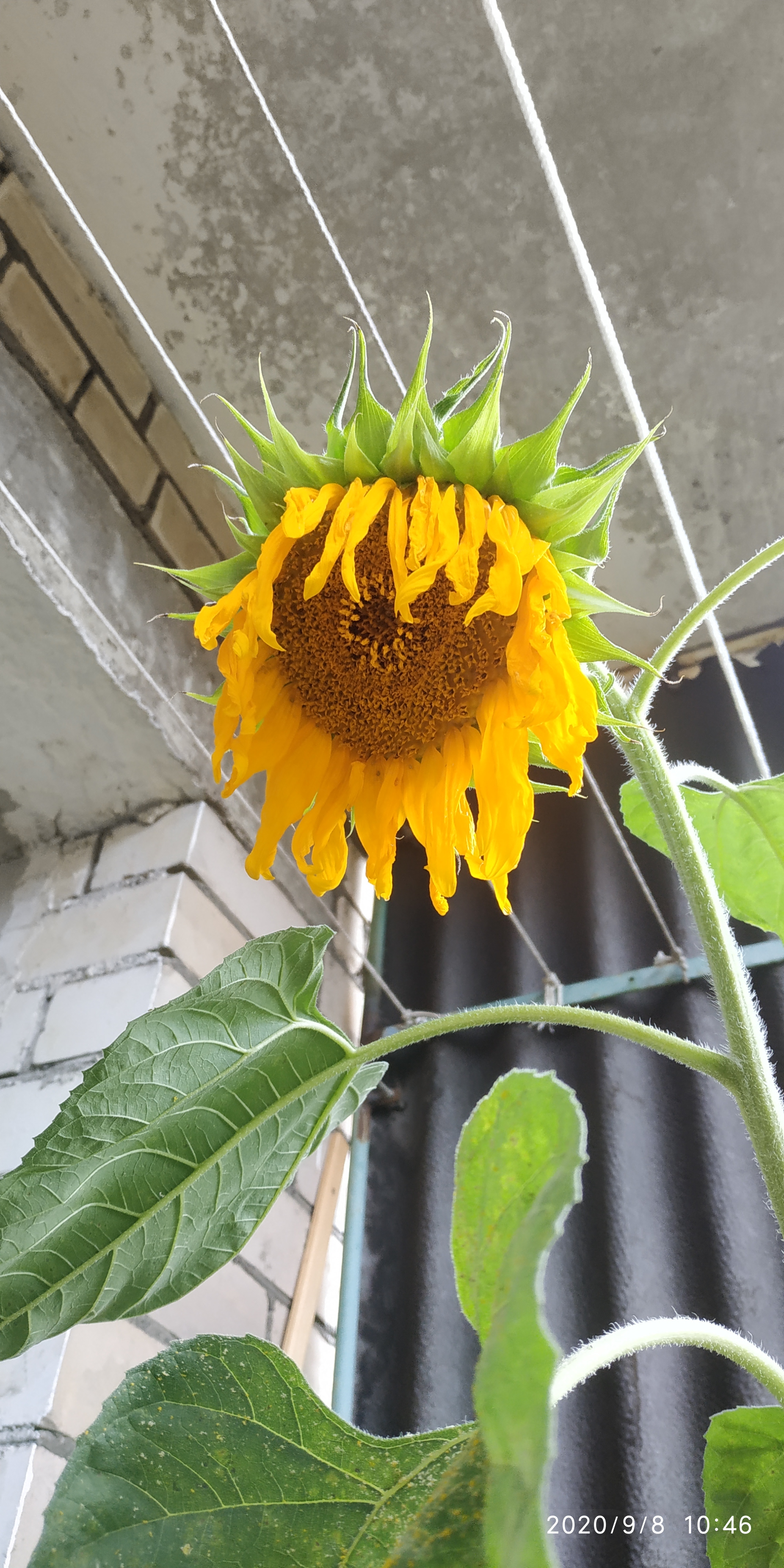 The life of a sunflower. Part 4 is final. Without seeds - My, Plants, Flowers, Nature, Longpost, Sunflower