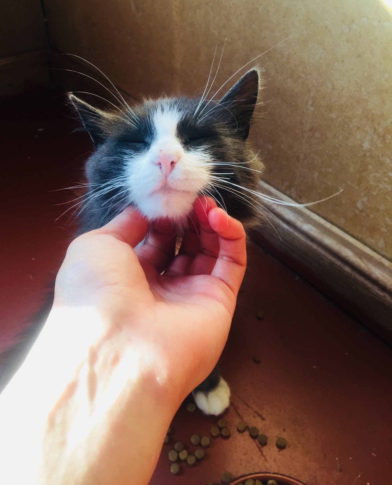 Again they rode their bikes to where someone had left the cat. This time they found an old cat with cancer - My, cat, Animal Rescue, Forest, Mushrooms, Veterinary, Longpost