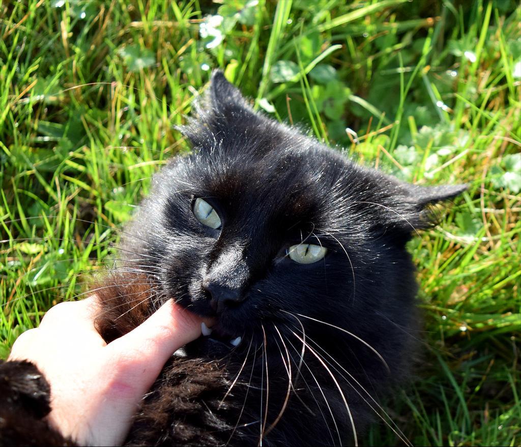 When you tease the darkness... - cat, Black, Kus, Grip, Longpost, Black cat