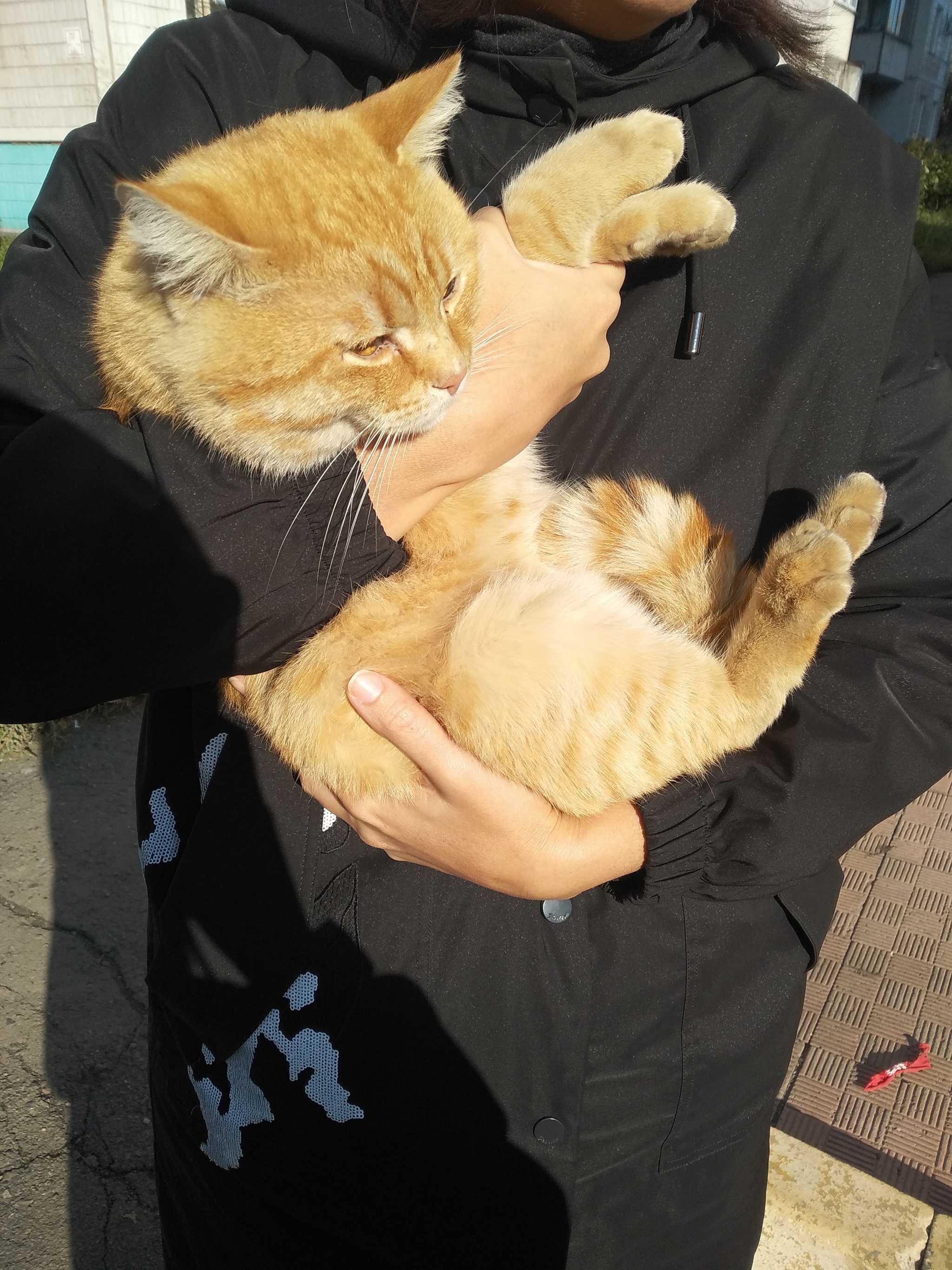 Found a cat, Barnaul - My, Barnaul, cat, No rating, Lost, Longpost, Found a cat