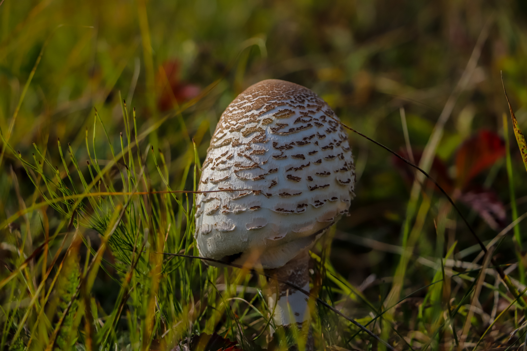 Autumn - My, The photo, Nature, Leaves, Mushrooms, Longpost