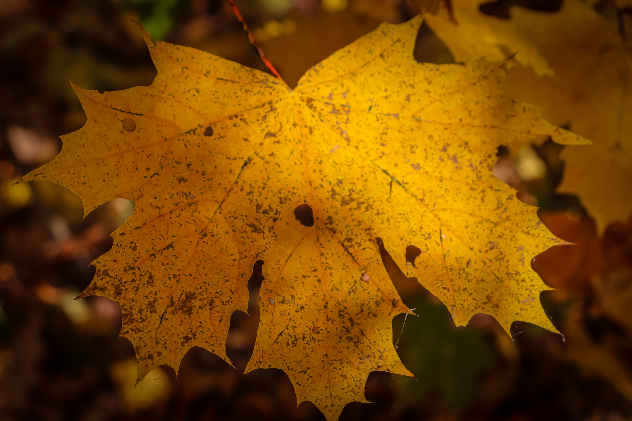 Autumn - My, The photo, Nature, Leaves, Mushrooms, Longpost