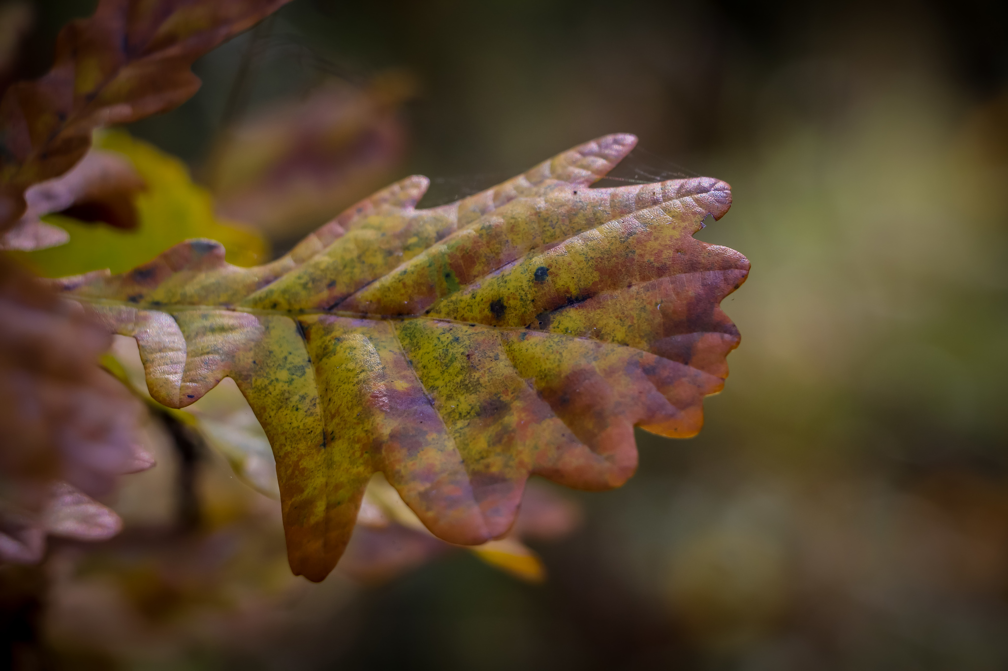 Autumn - My, The photo, Nature, Leaves, Mushrooms, Longpost