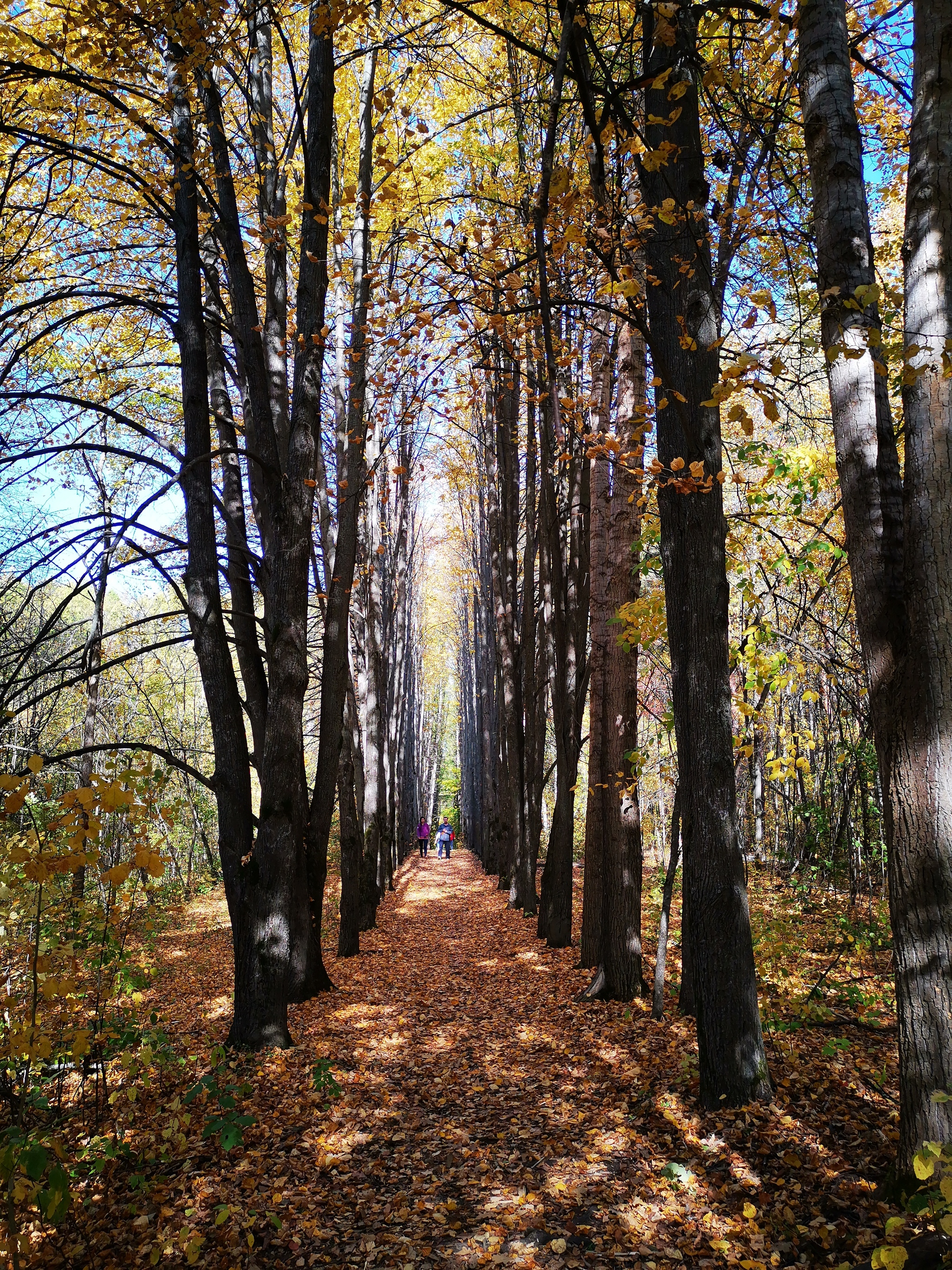 Autumn - My, The photo, Nature, Longpost