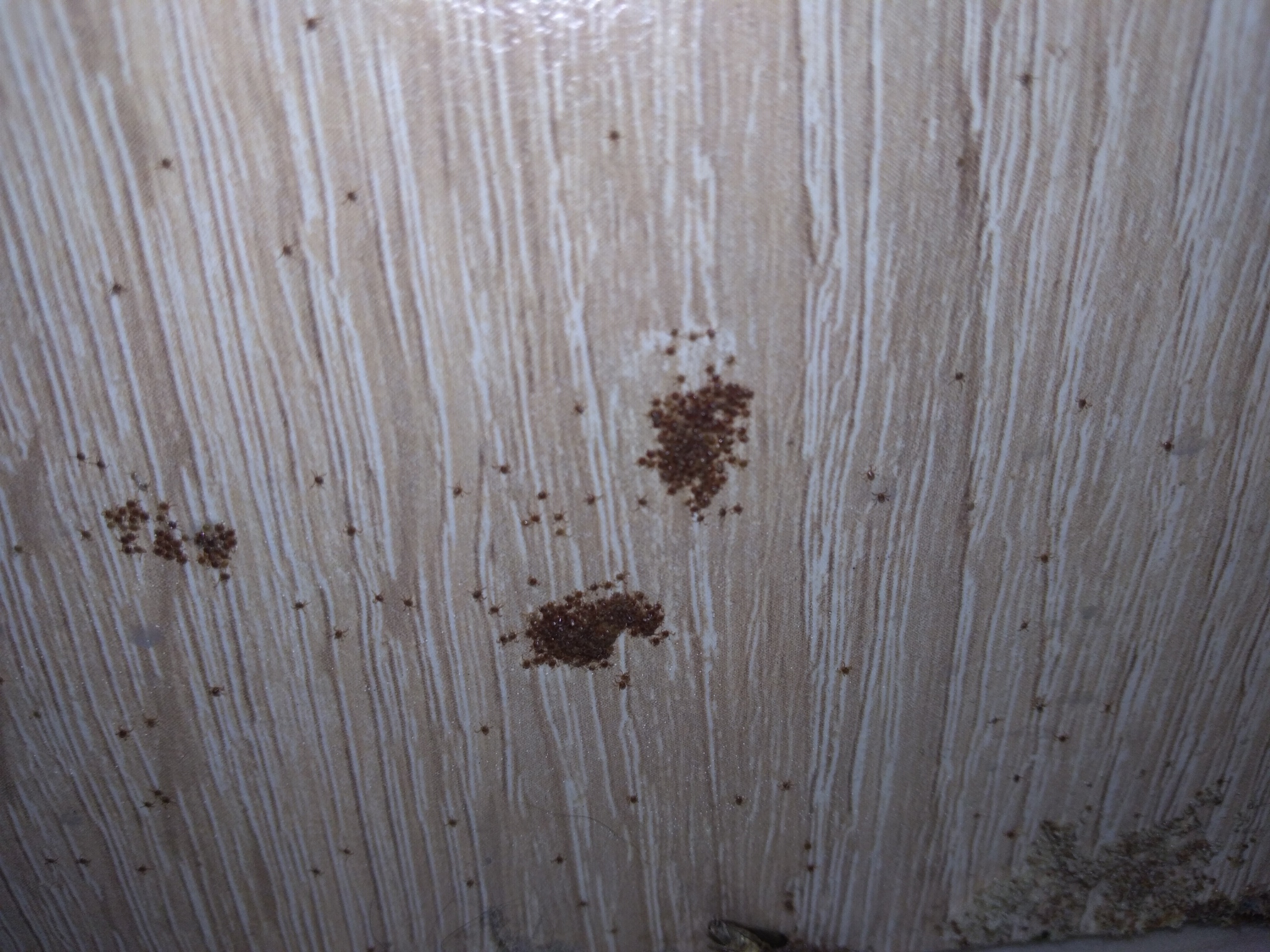 Fighting ticks in the apartment - My, Mite, Acaricidal treatment, Ixodid, Longpost