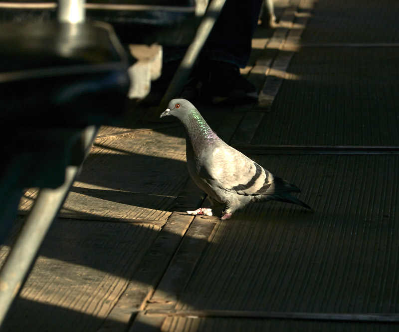 Doves will rule the world! - My, Yekaterinburg, Birds, Alfred Hitchcock, Longpost, Dog