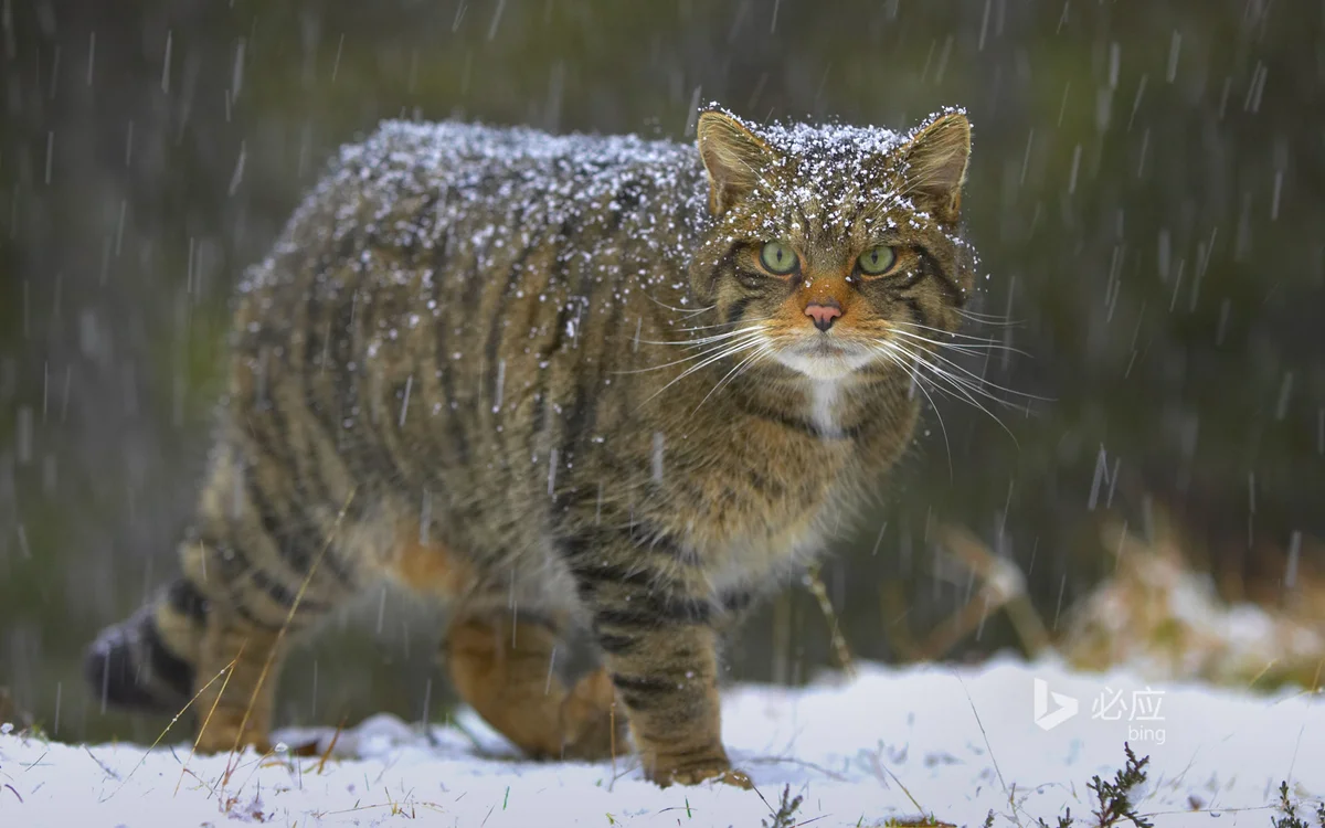 Wild forest cat: Hates people, kills deer - cat, Animals, Longpost