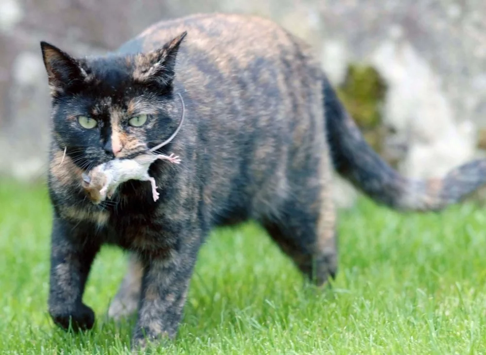 Wild forest cat: Hates people, kills deer - cat, Animals, Longpost