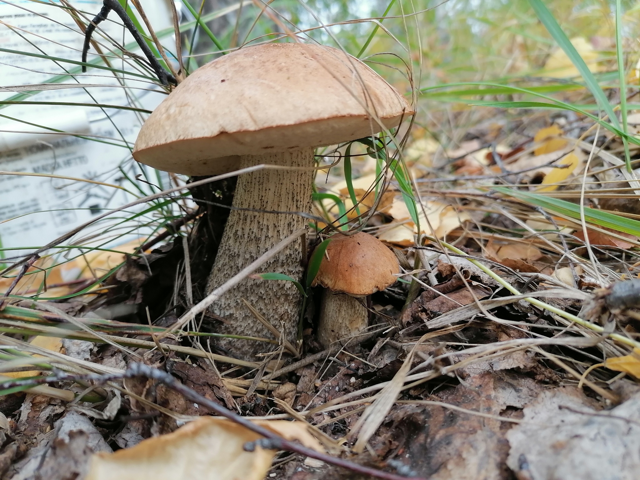 Mushrooms... So much in this word... - My, Mushrooms, Dry cargo, Boletus, Boletus, Dog, Food, Honey mushrooms, Porcini, Nature, Novosibirsk region, Longpost