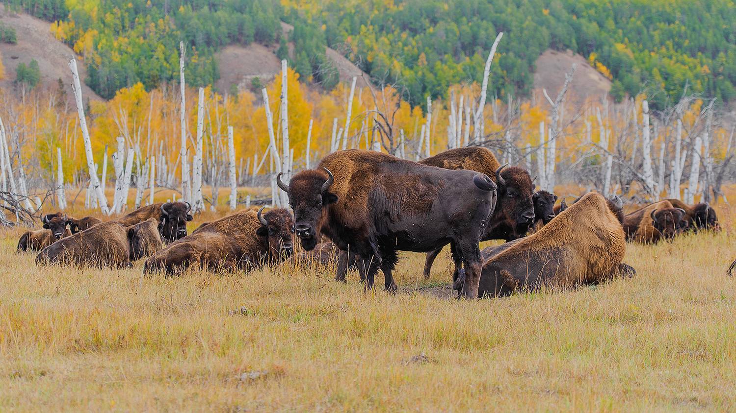 Yakut bison - My, Animals, Buffalo, Дальний Восток, Yakutia, Longpost