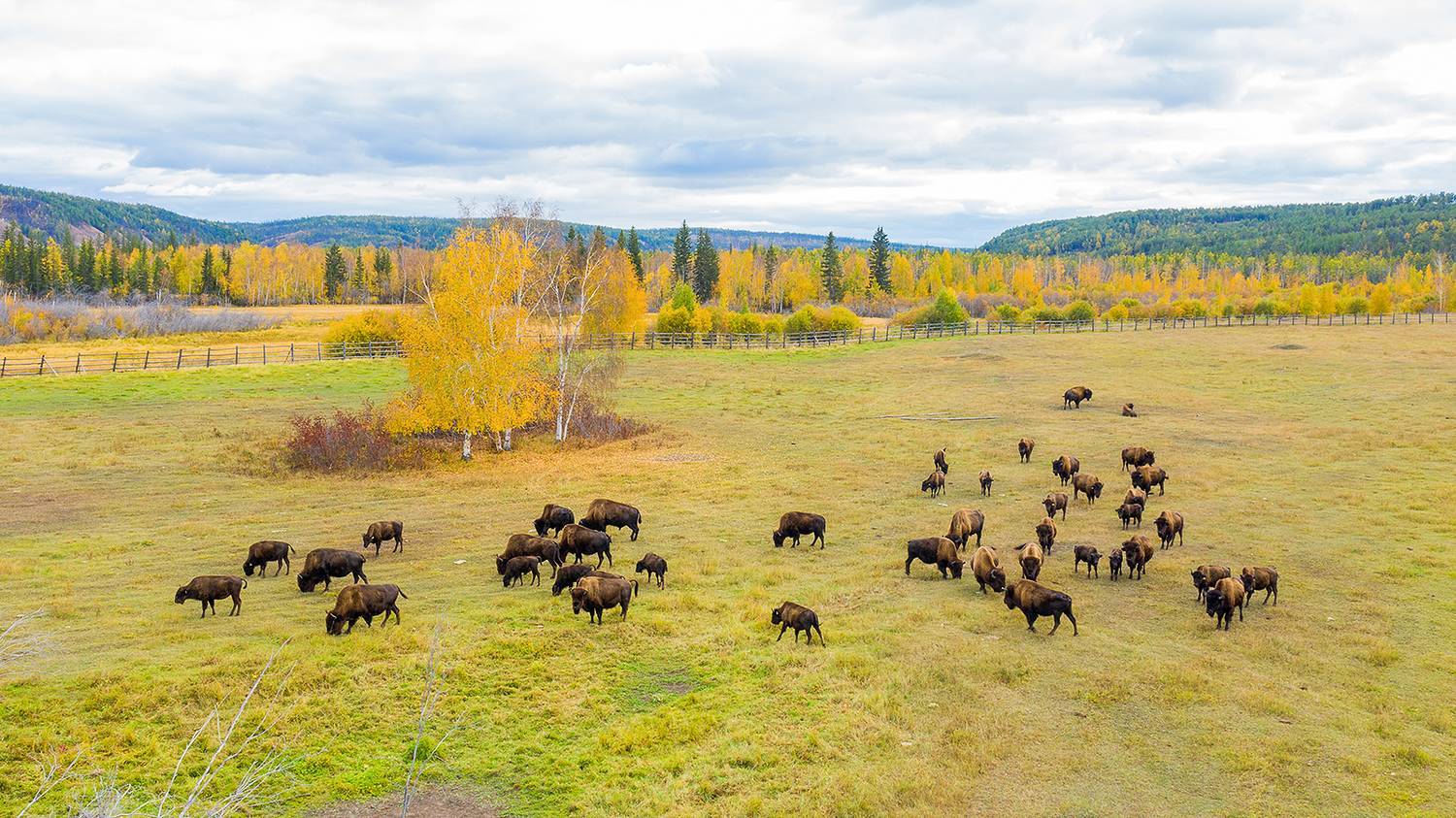 Yakut bison - My, Animals, Buffalo, Дальний Восток, Yakutia, Longpost