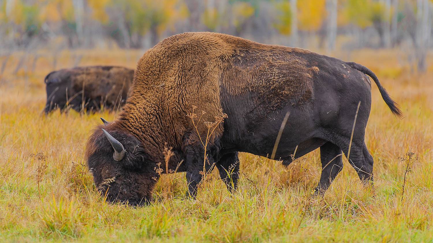 Yakut bison - My, Animals, Buffalo, Дальний Восток, Yakutia, Longpost