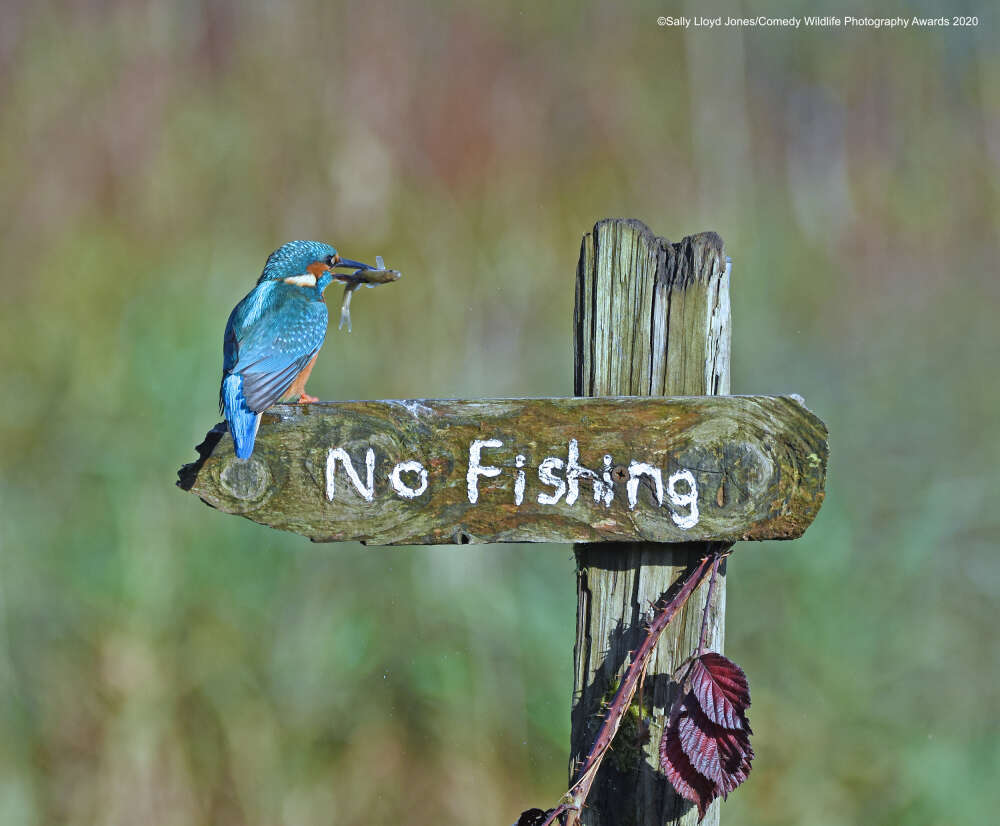 Comedy Wildlife Photography Awards 2020 Finalists - The national geographic, The photo, Longpost