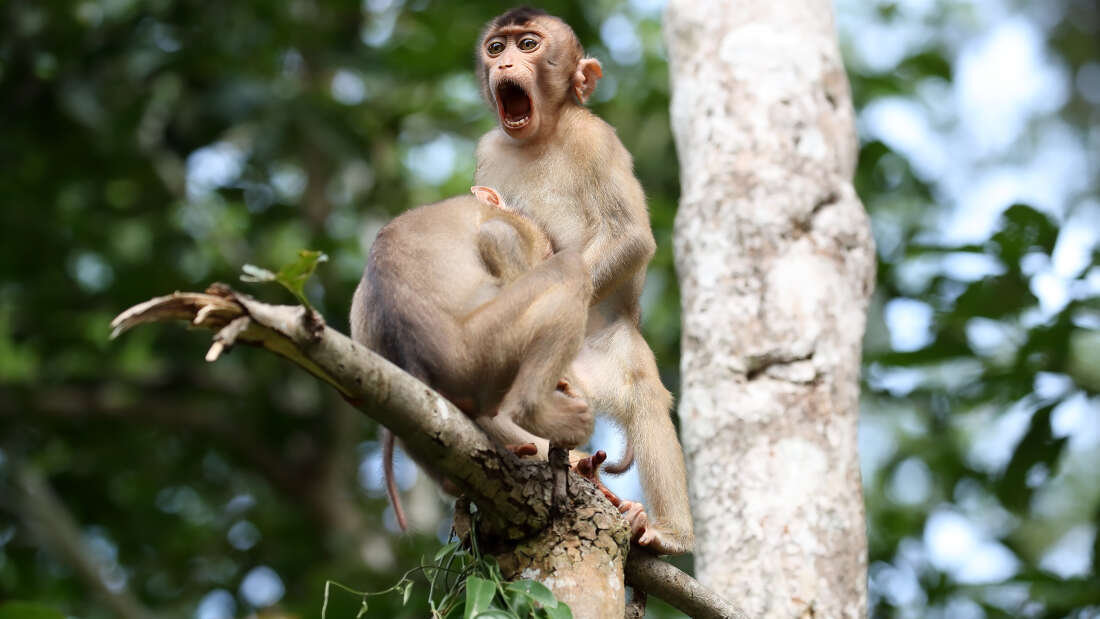 Comedy Wildlife Photography Awards 2020 Finalists - The national geographic, The photo, Longpost