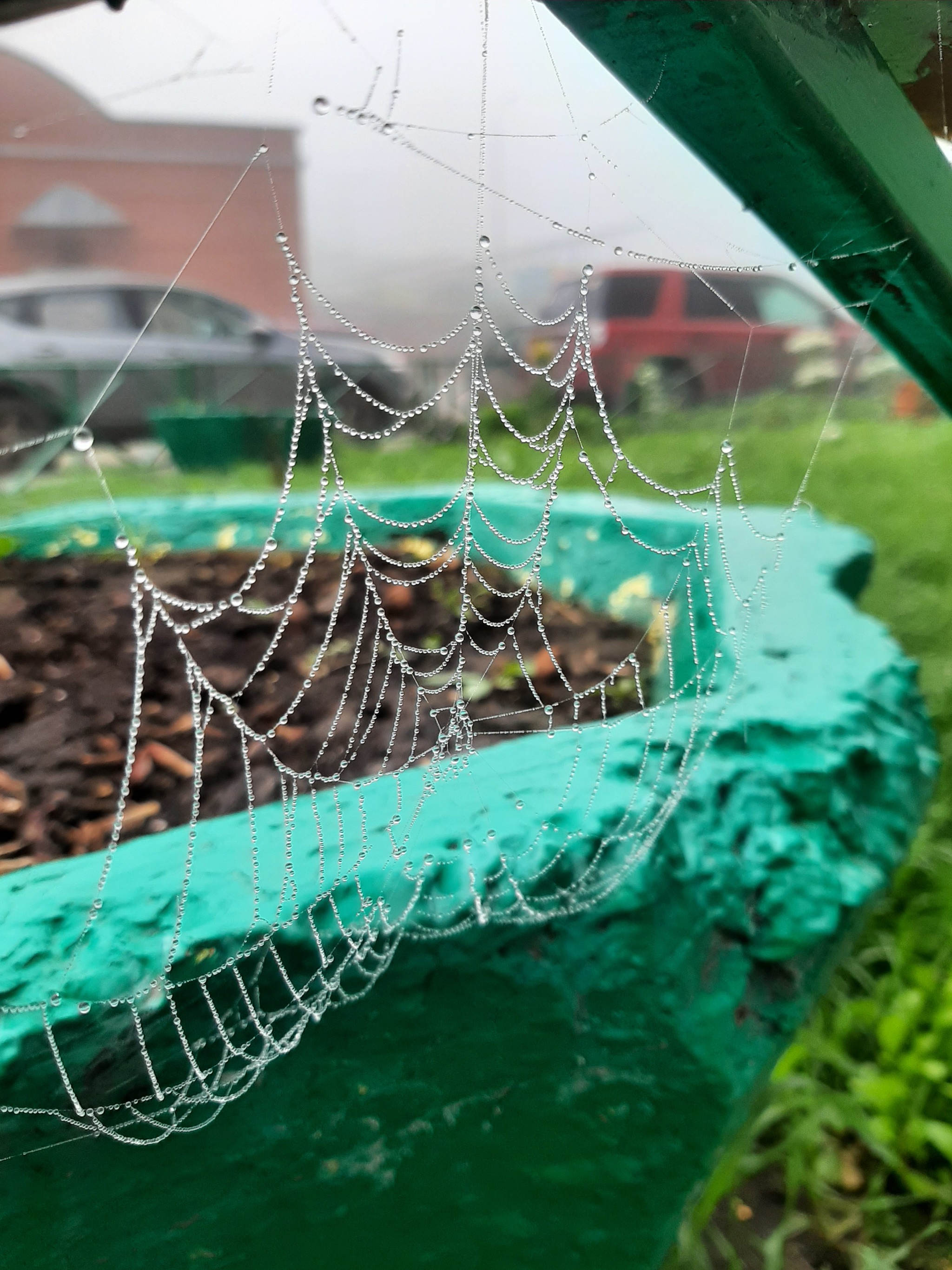 Foggy morning - My, Photo on sneaker, Mobile photography, Web, Fog, Dew, Longpost