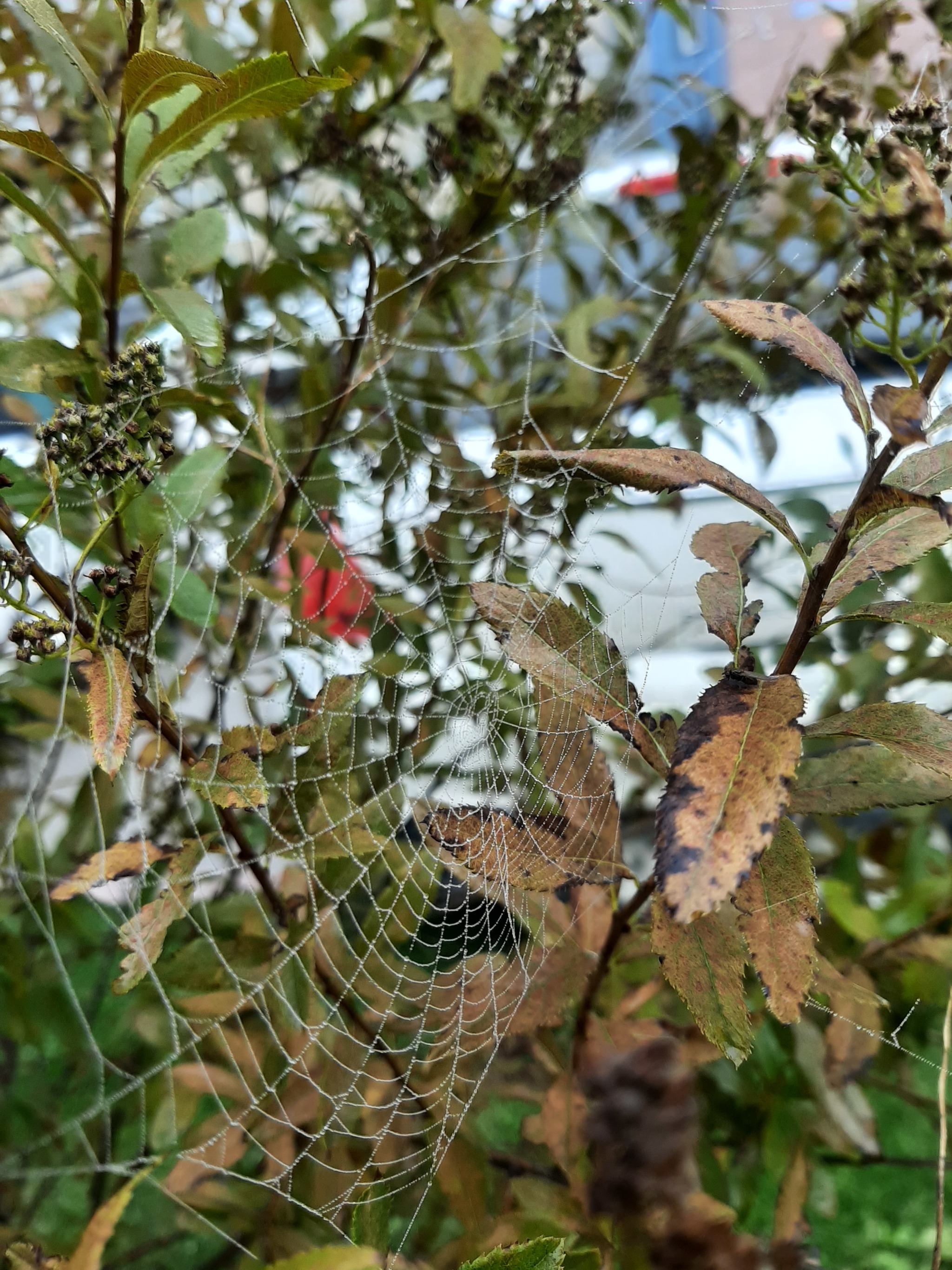 Foggy morning - My, Photo on sneaker, Mobile photography, Web, Fog, Dew, Longpost