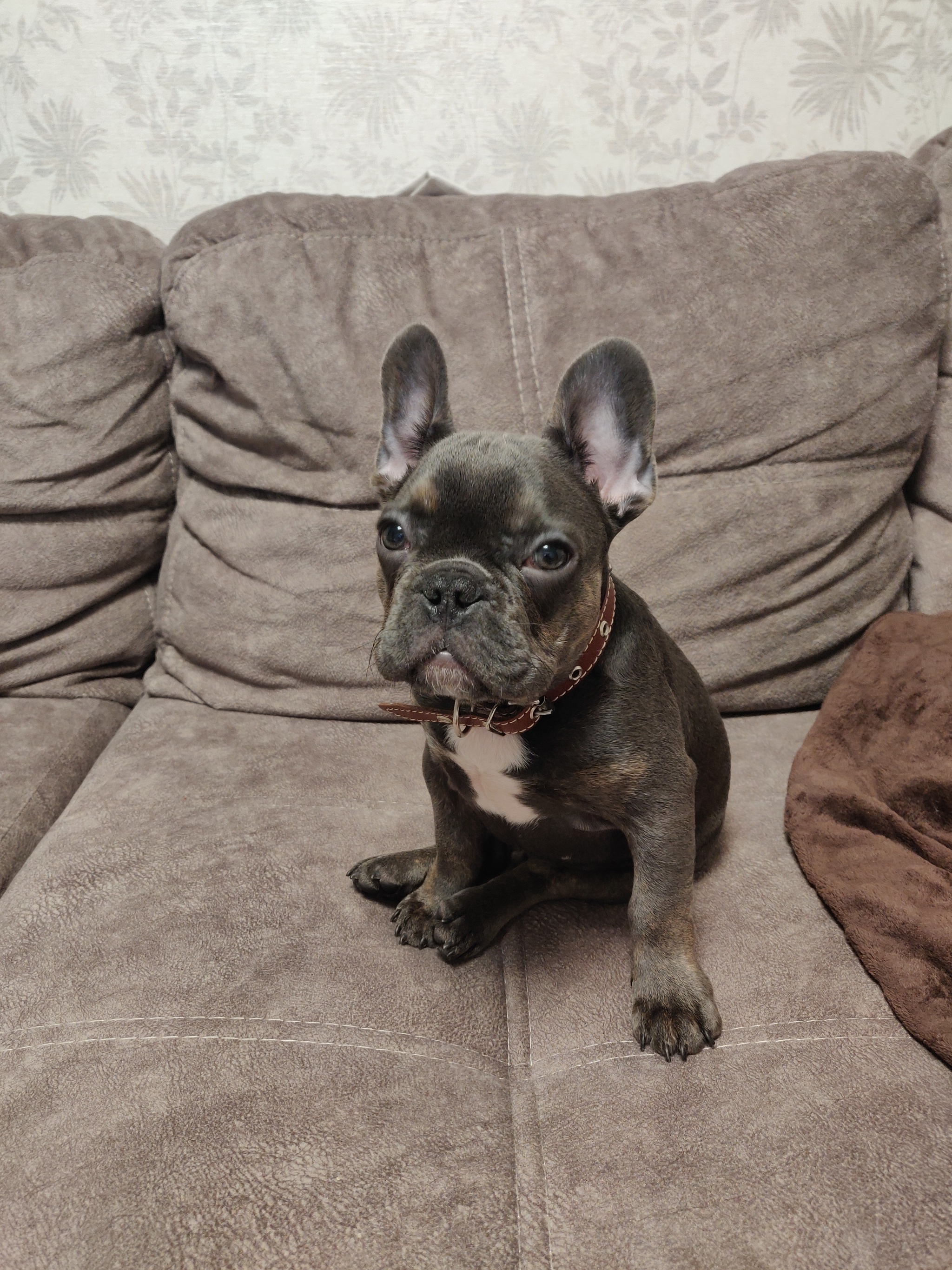 Question for French Bulldog owners - My, French Bulldog, Problem, Question, The strength of the Peekaboo, Longpost, Dog