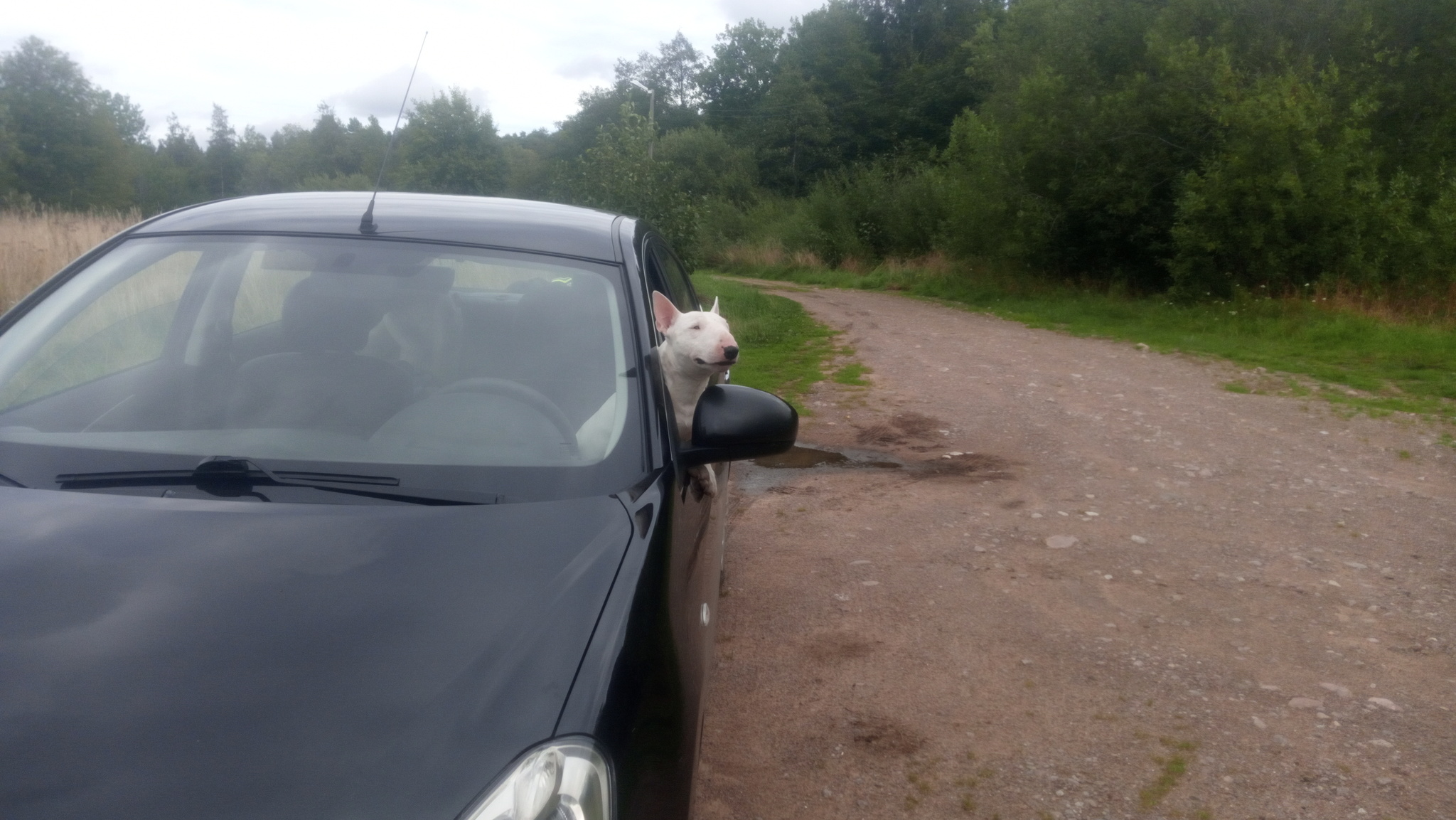 A little Boule in the tape - My, Bull terrier, MiniBul terrier, Travel across Russia, Longpost