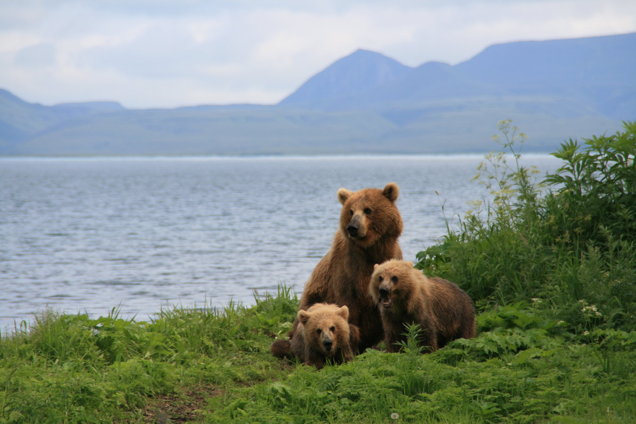 Family matters... - The Bears, Brown bears, Teddy bears, Kamchatka, Kuril lake, Reserves and sanctuaries, The national geographic, The photo, Longpost