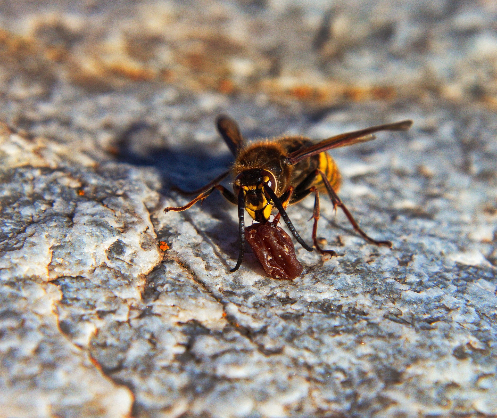 Dinner - My, Insects, Nature