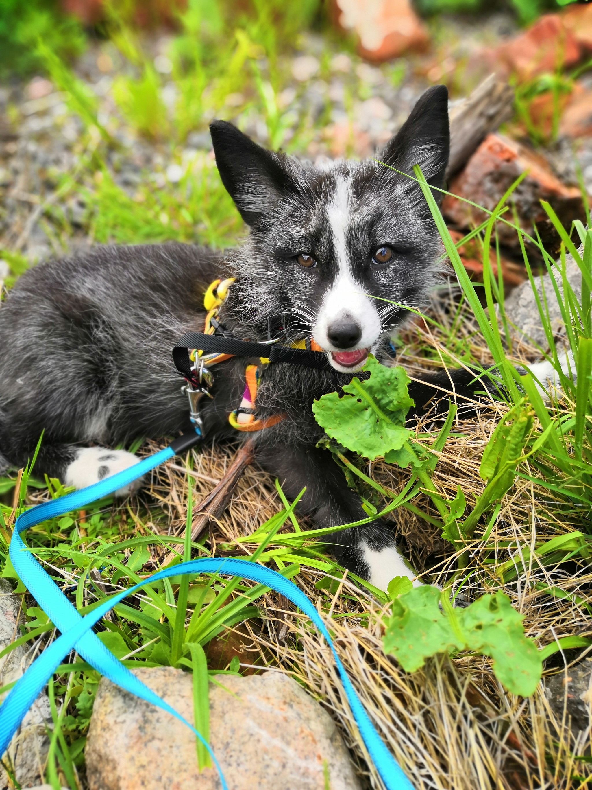 Fox growth - My, Fox, Domestic fox, Pets, Fox cubs, Longpost