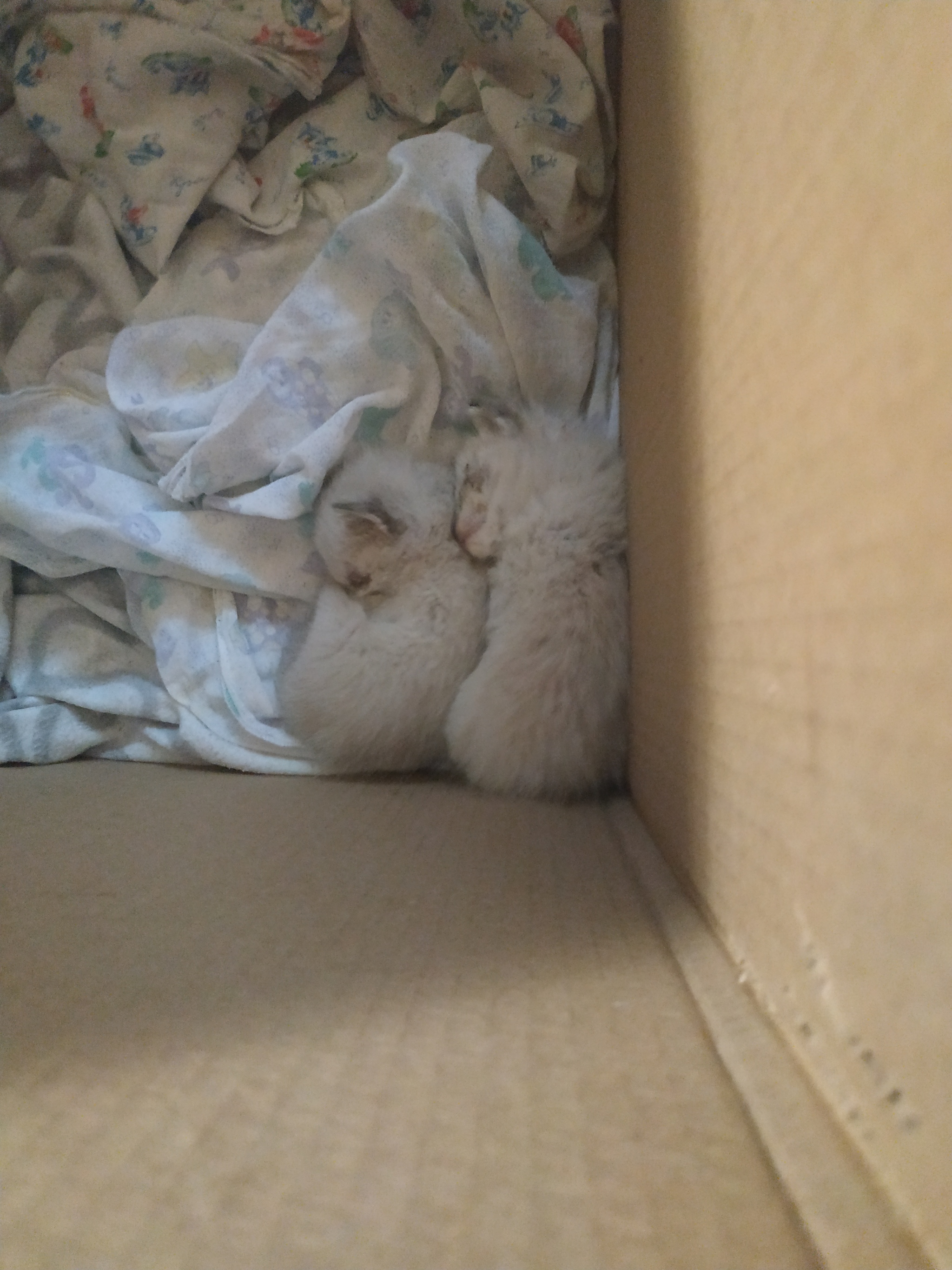 Continuation of the post “Kittens are basement guys” - cat, Foundling, Boy, Vet clinic, A pity, Mercy, Longpost