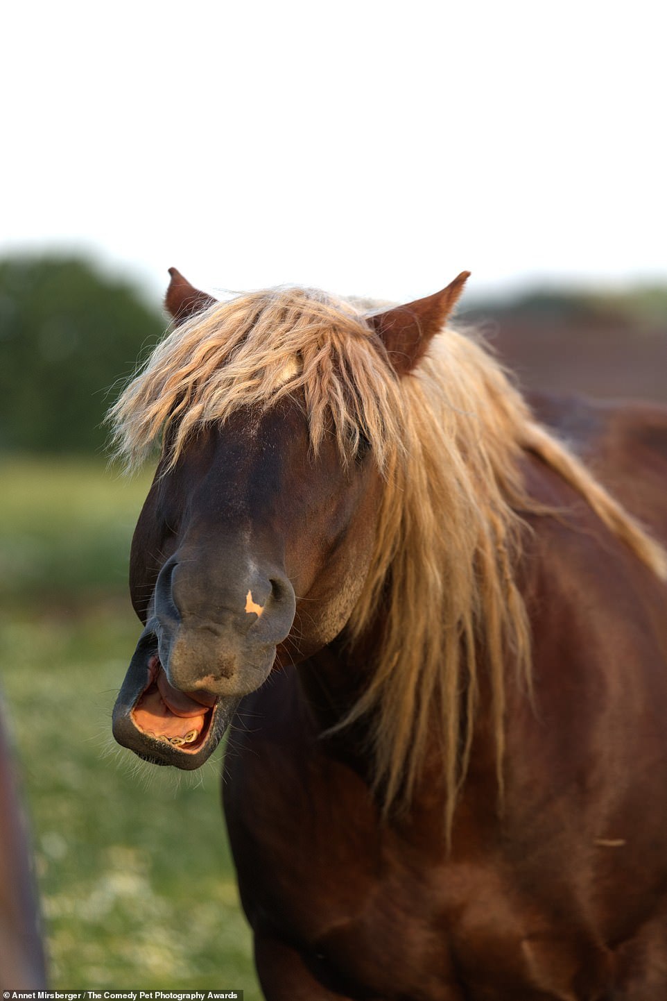 Comedy Pet Photography Contest Finalists - Animals, The photo, Longpost