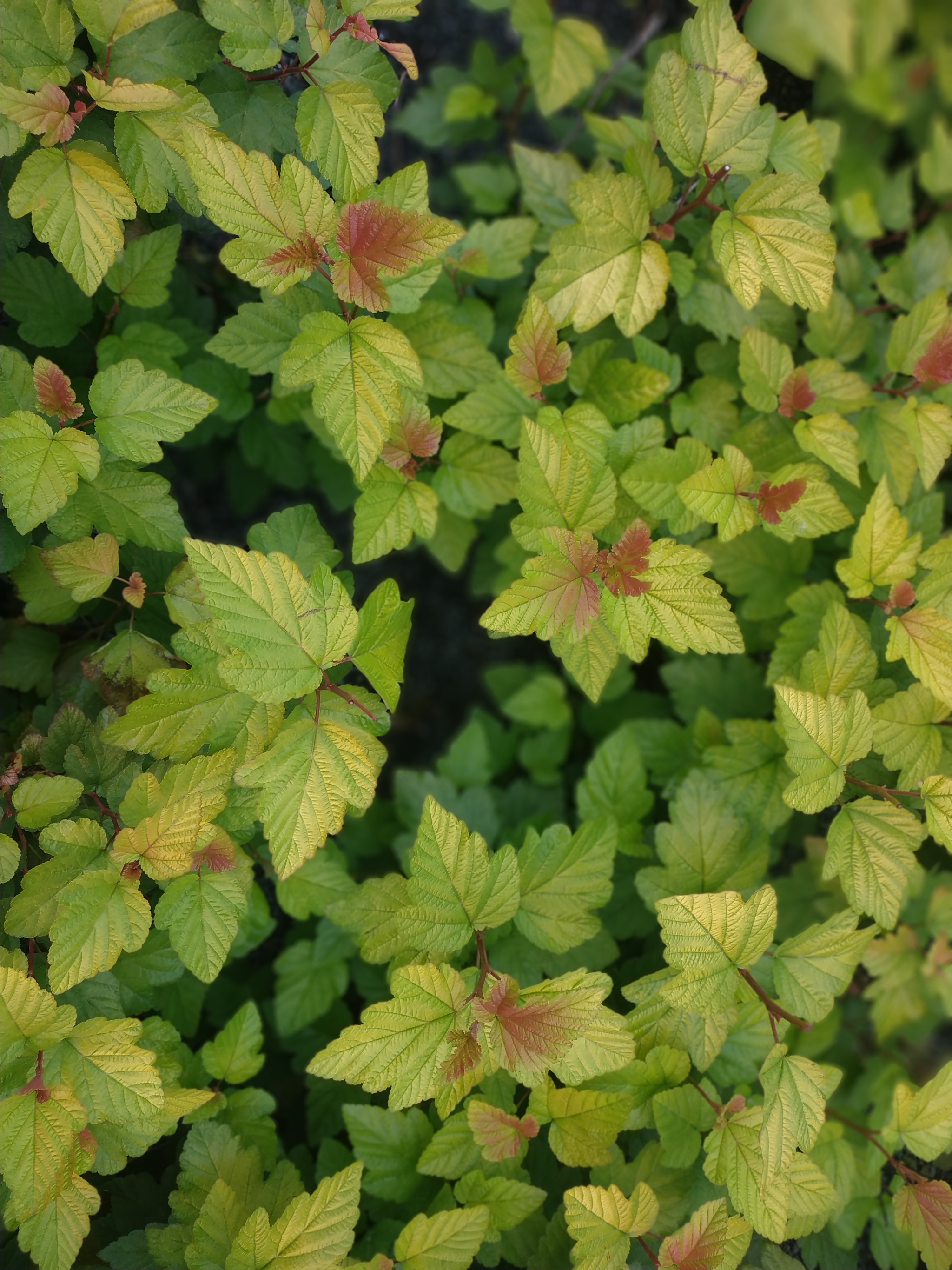 Autumn colors - The photo, Autumn, Leaves