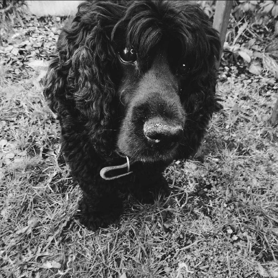 Cocker with a crippled psyche - My, Dog, Animal abuse, Pets, Cocker Spaniel, Longpost, Negative