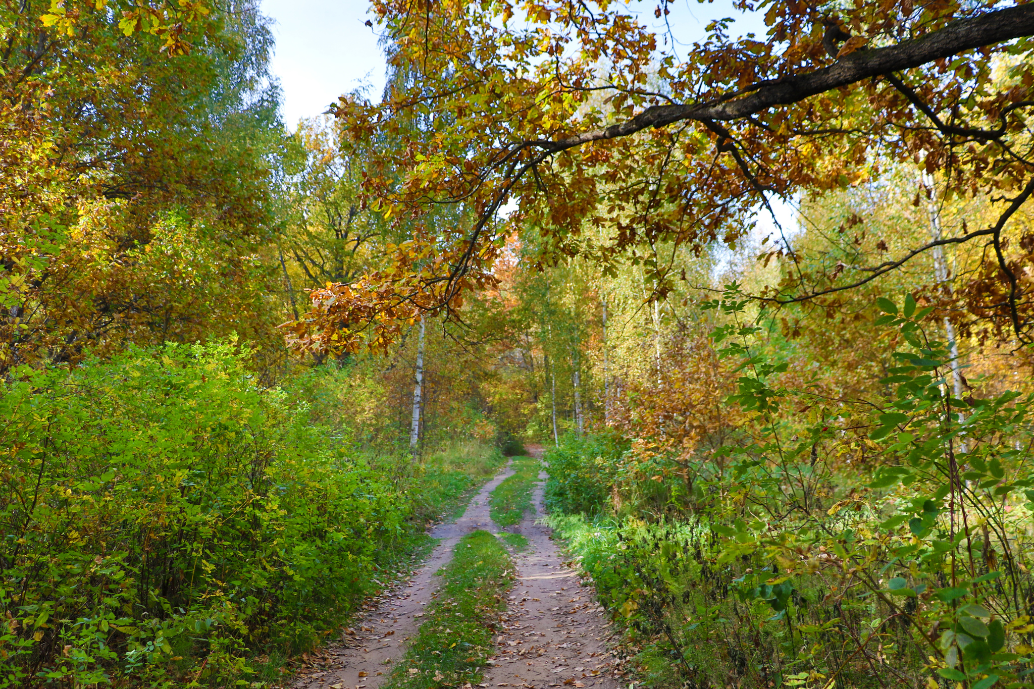 Landscape - My, The photo, Landscape, Autumn, Nature, Canon 800D, HDR, Longpost, Autumn leaves