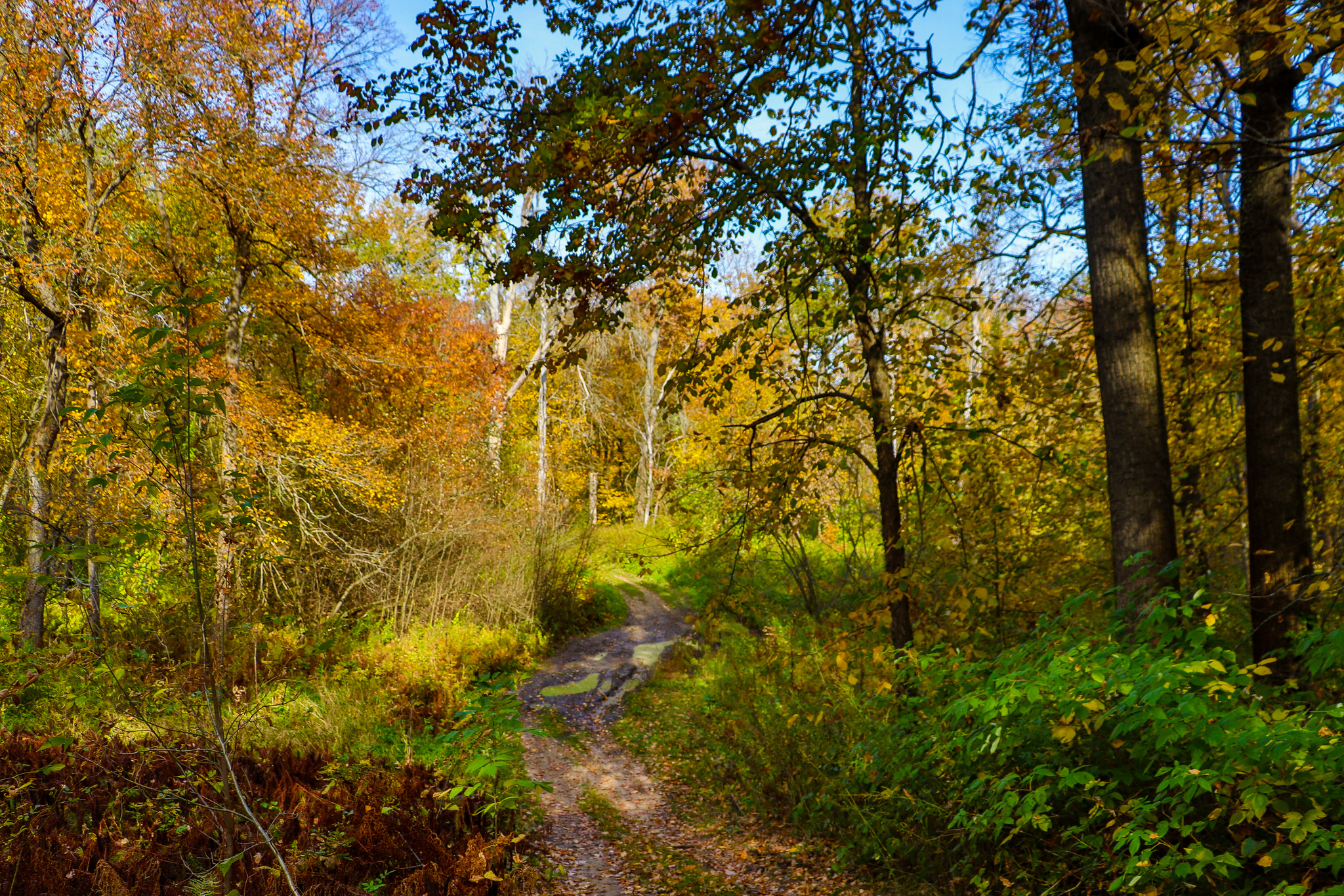 Landscape - My, The photo, Landscape, Autumn, Nature, Canon 800D, HDR, Longpost, Autumn leaves