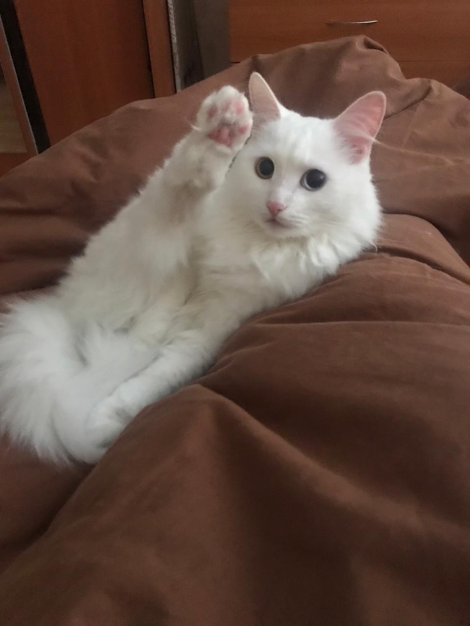 Hoba! - My, cat, Animals, Heterochromia, Turkish angora