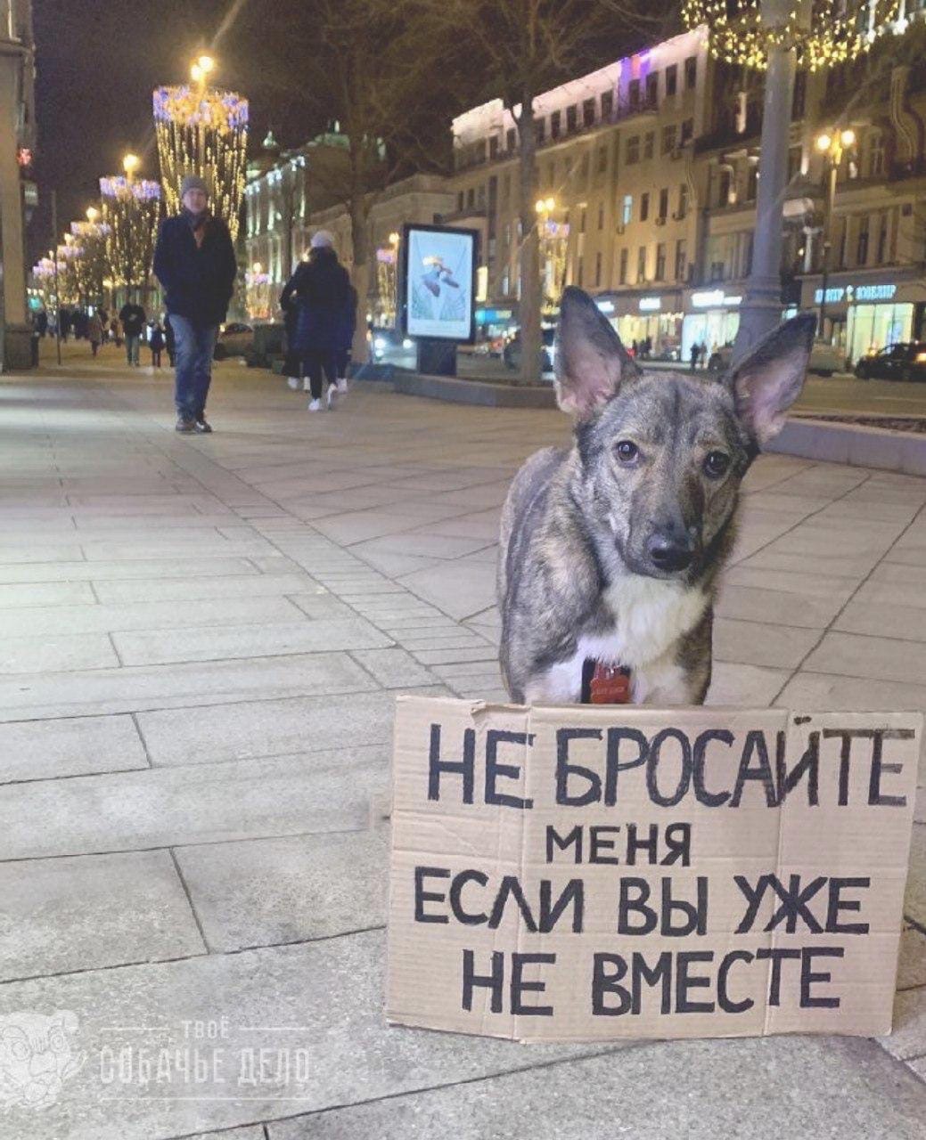 Dogs on single pickets - Dog, Dog days, The photo, Single picket, Longpost