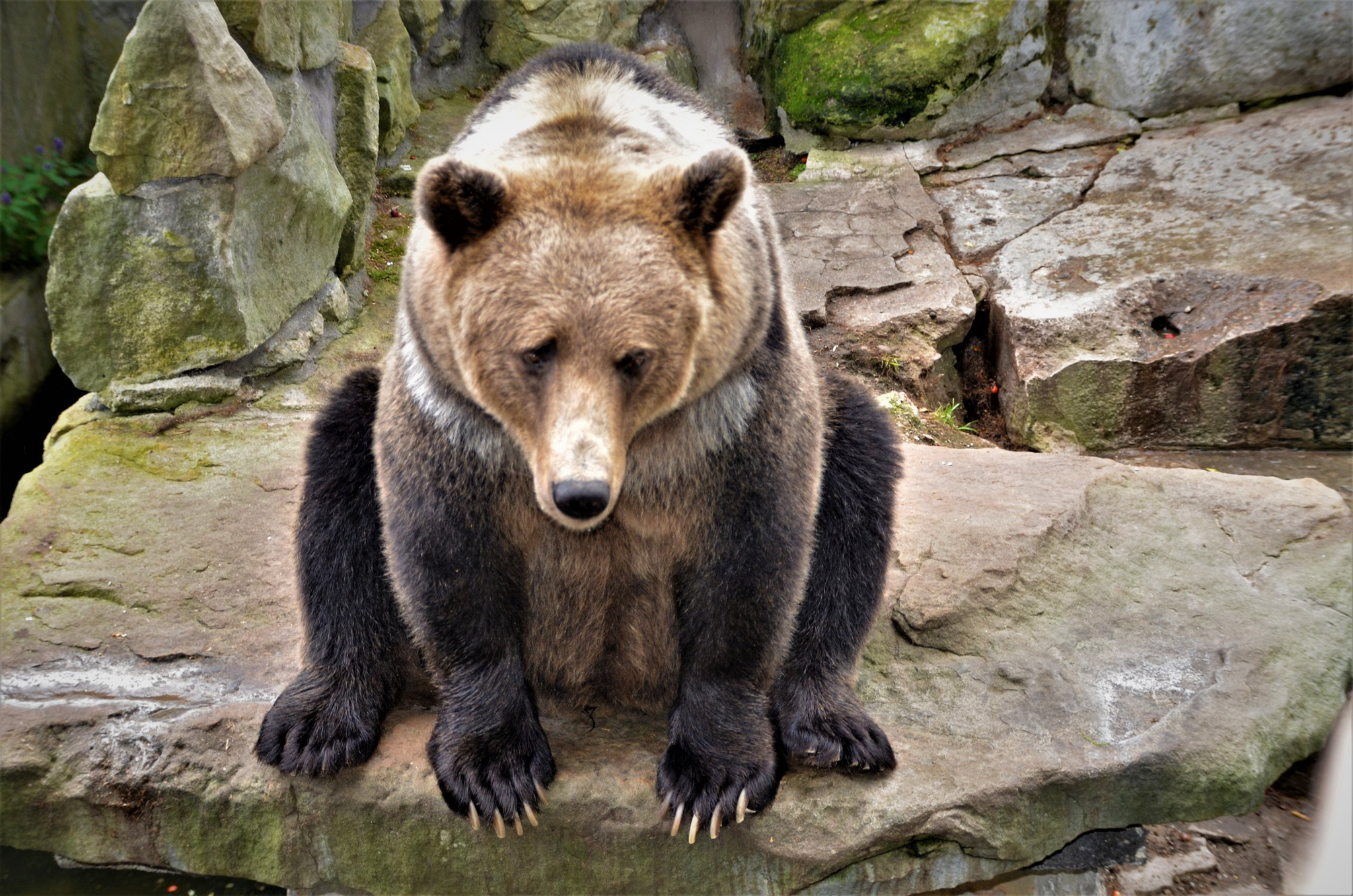 And I'm bored... and I'm sad... and there's no one to tell me... - The Bears, Brown bears, Wild animals, Kaliningrad Zoo, Sadness, The national geographic, The photo