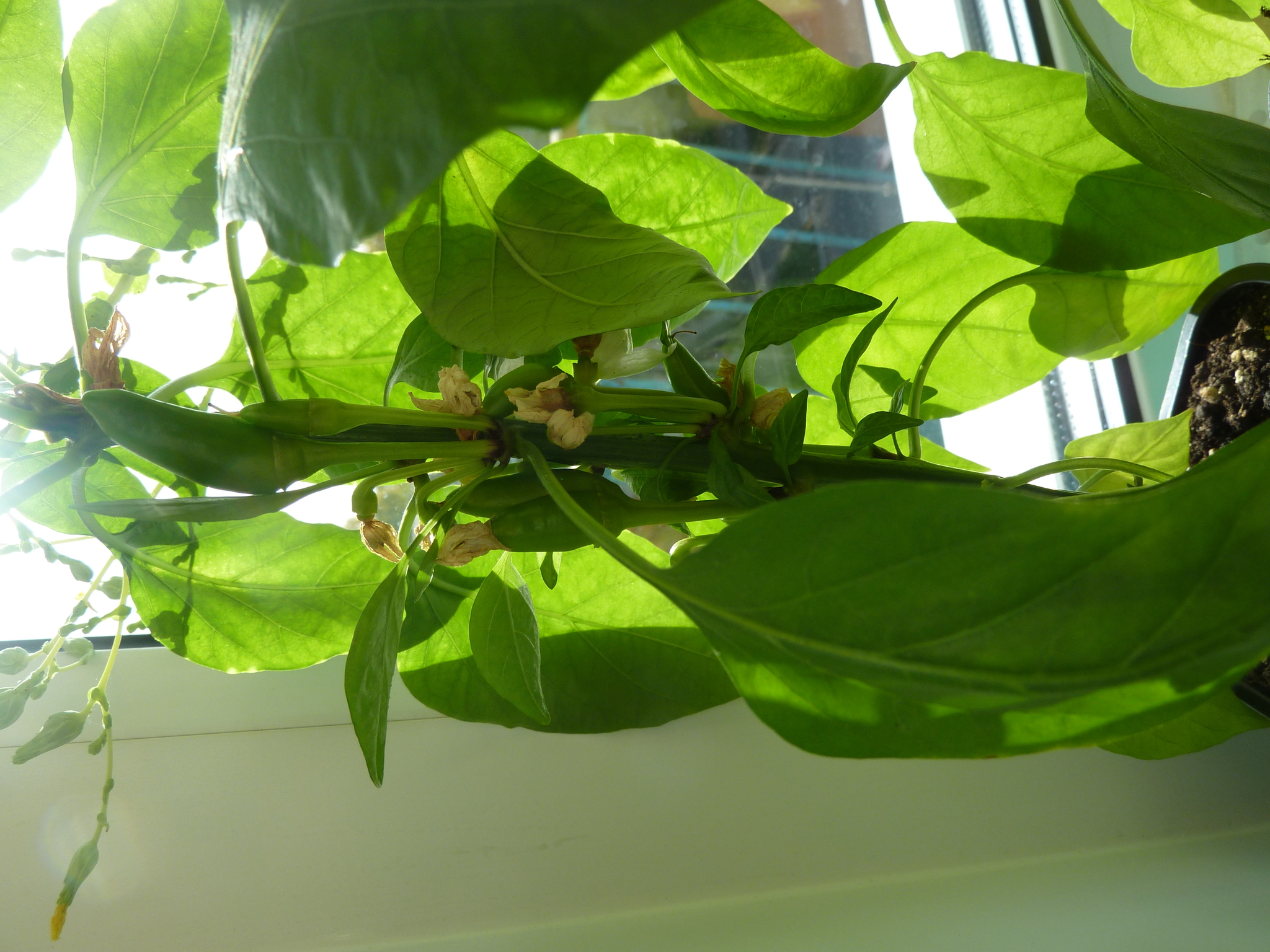 My first experience growing hot peppers - My, Hot peppers, Longpost, Pepper farming, Pepper, Vegetable garden on the windowsill