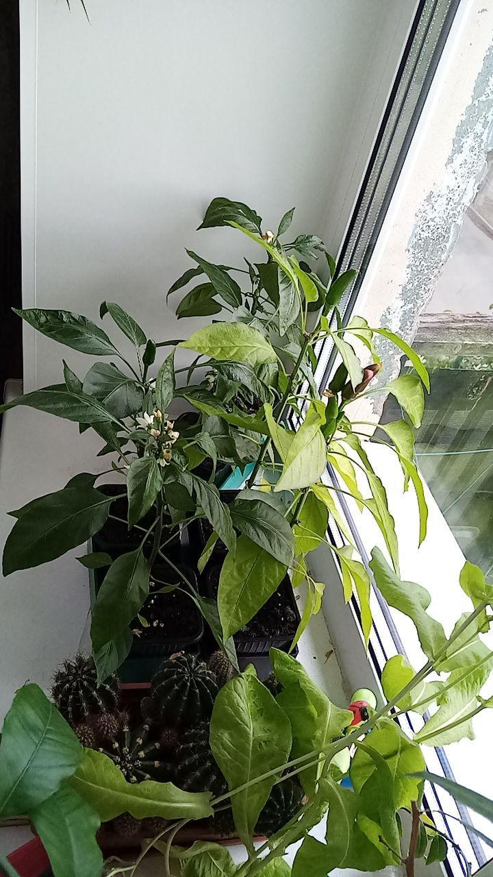 My first experience growing hot peppers - My, Hot peppers, Longpost, Pepper farming, Pepper, Vegetable garden on the windowsill