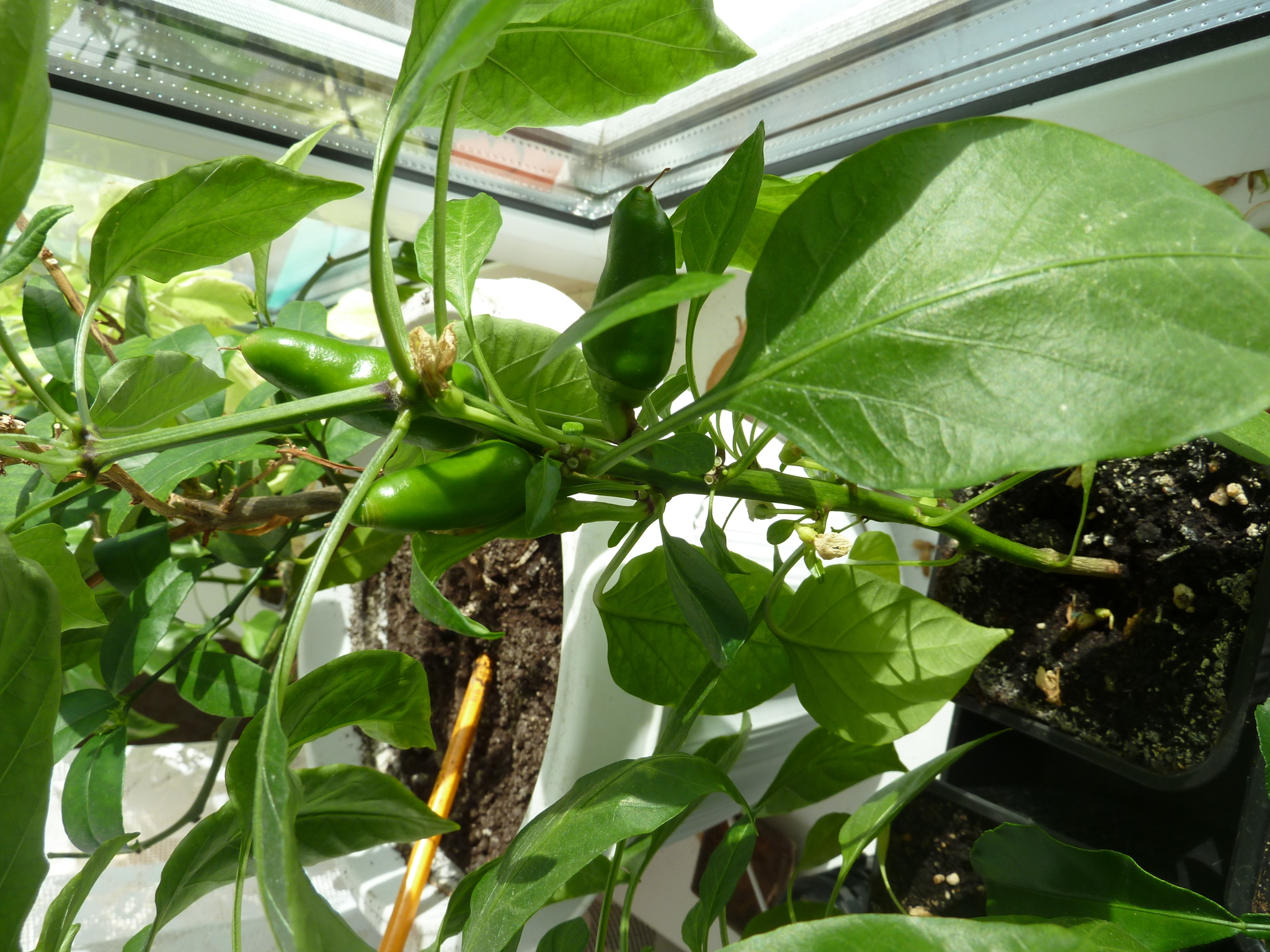 My first experience growing hot peppers - My, Hot peppers, Longpost, Pepper farming, Pepper, Vegetable garden on the windowsill