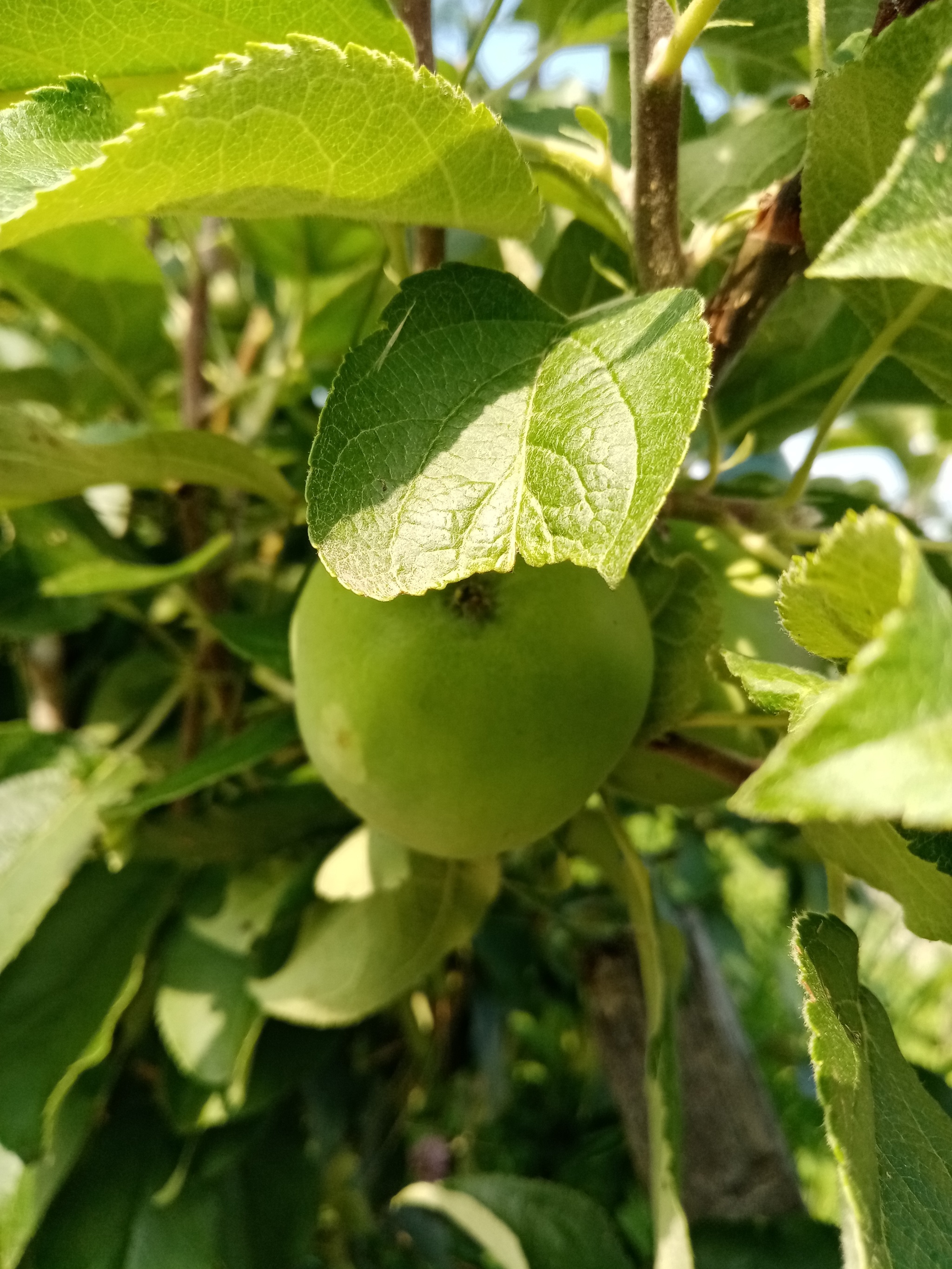 Reply to the post “Catching the remains of summer” - My, Berries, Flowers, Reply to post, Longpost