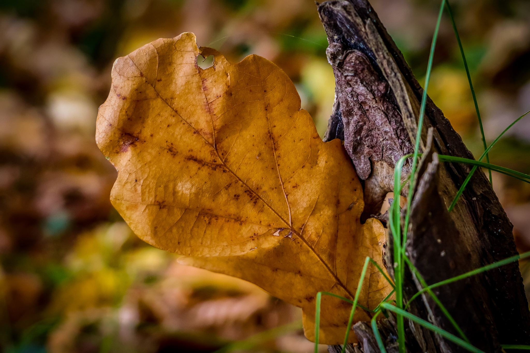 Autumn - My, The photo, Nature, Autumn, Autumn leaves, Canon 800D, Longpost