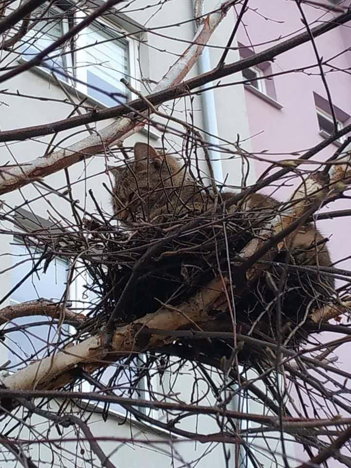 Settled in comfortably - cat, Nest, Tree, Got