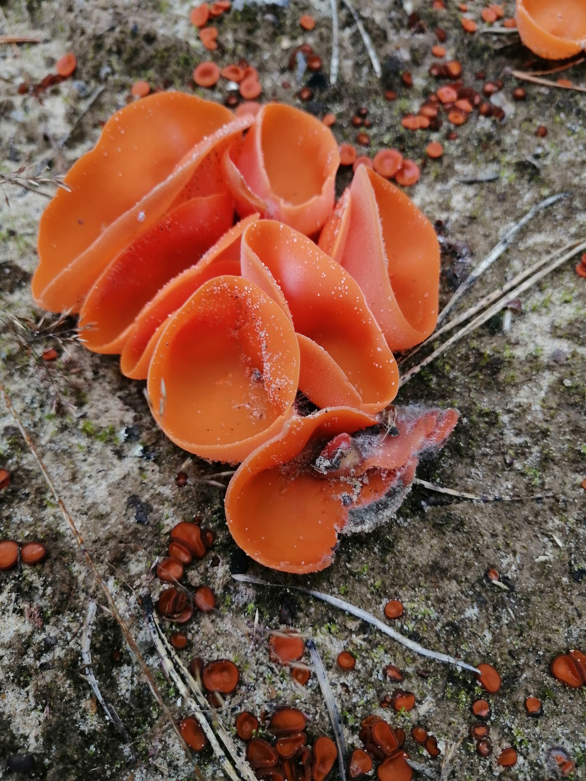 Mushroom autumn 2020 - My, Mushrooms, Autumn, Longpost