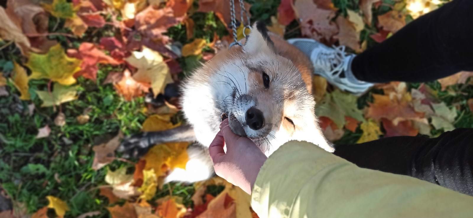 Autumn fox - Animals, Domestic fox, The photo, Fox, Milota, Autumn leaves