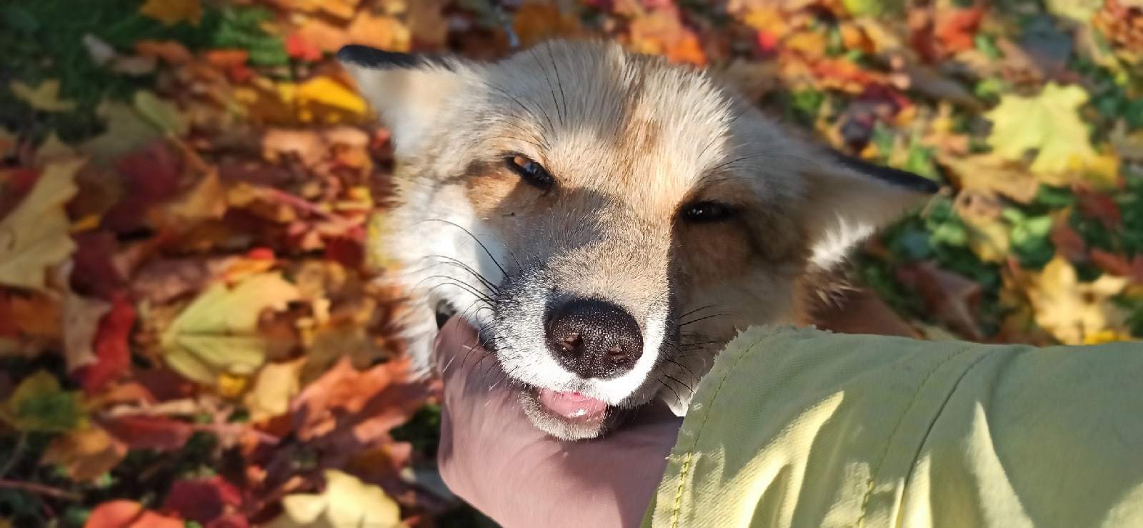 Autumn fox - Animals, Domestic fox, The photo, Fox, Milota, Autumn leaves