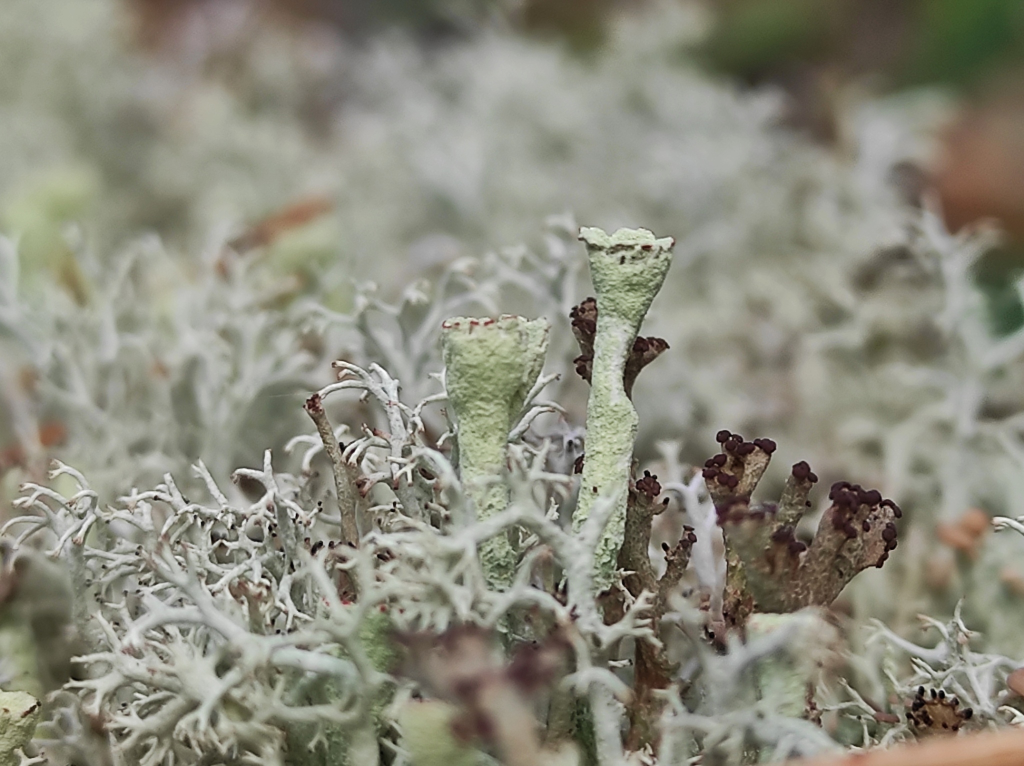 Cladonia - My, Mobile photography, Lichen, Cladonia shapeless, Nature, Longpost