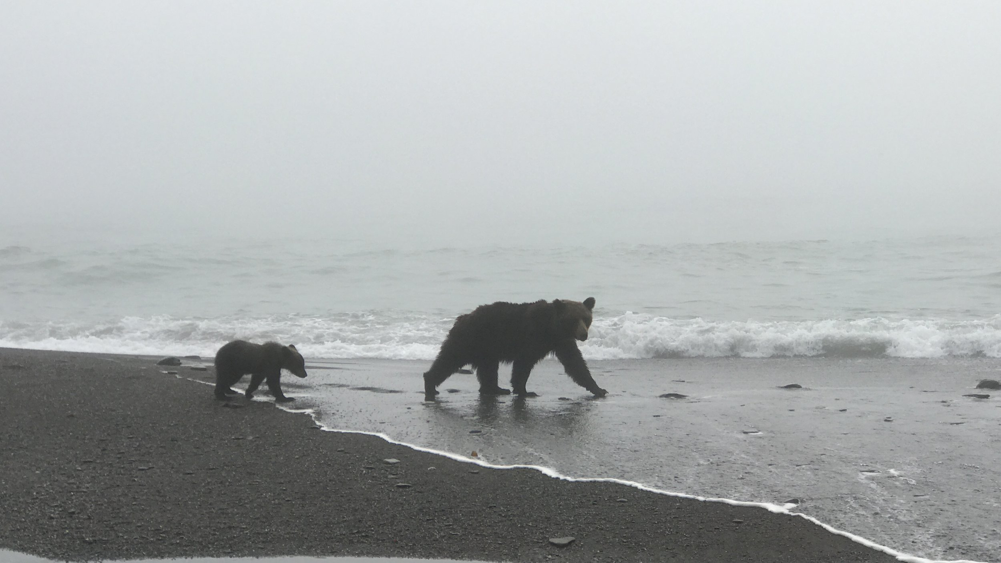 Early in the morning) - The Bears, Brown bears, Teddy bears, Sakhalin, Wild animals, Morning, The national geographic, The photo